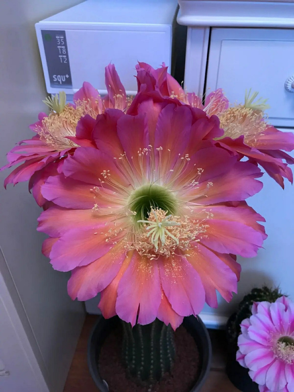 仙人球毛花柱属"飞碟" 仙人球毛花柱属"飞碟"——一个很值得拥有的