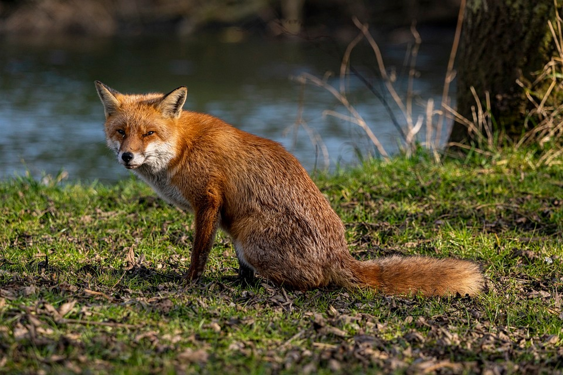 动物趣图#一只俊美可爱的小狐狸,毛色柔美,眼神犀利.
