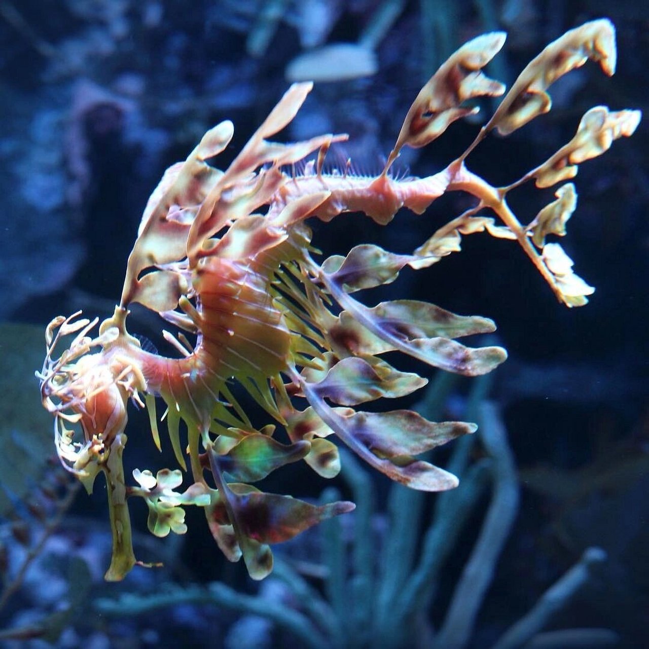 每天认识一种神奇动物98叶海龙 叶海龙 (学名:phycodurus eques) 是