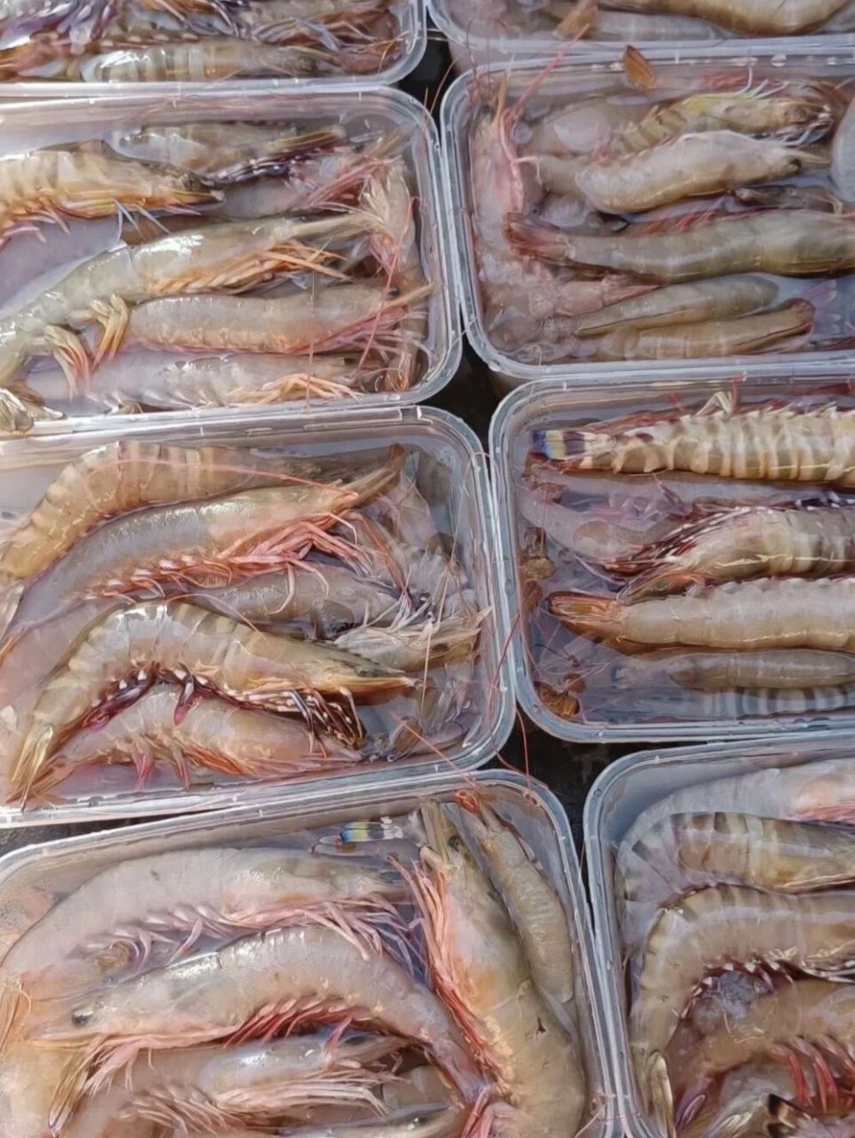 海南麻虾图片图片