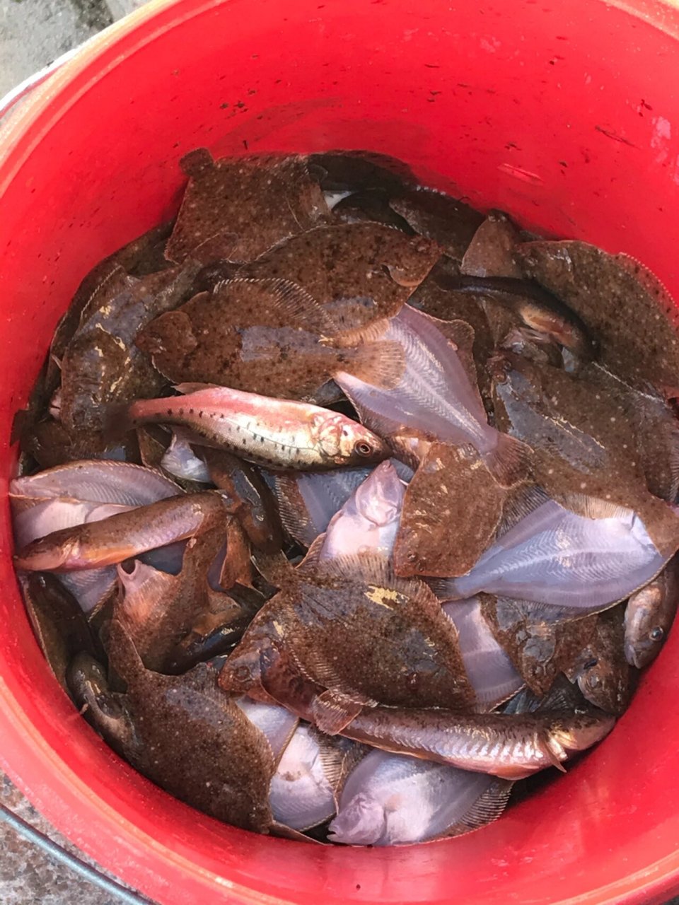 这是什么鱼? 扁扁的是什么鱼?