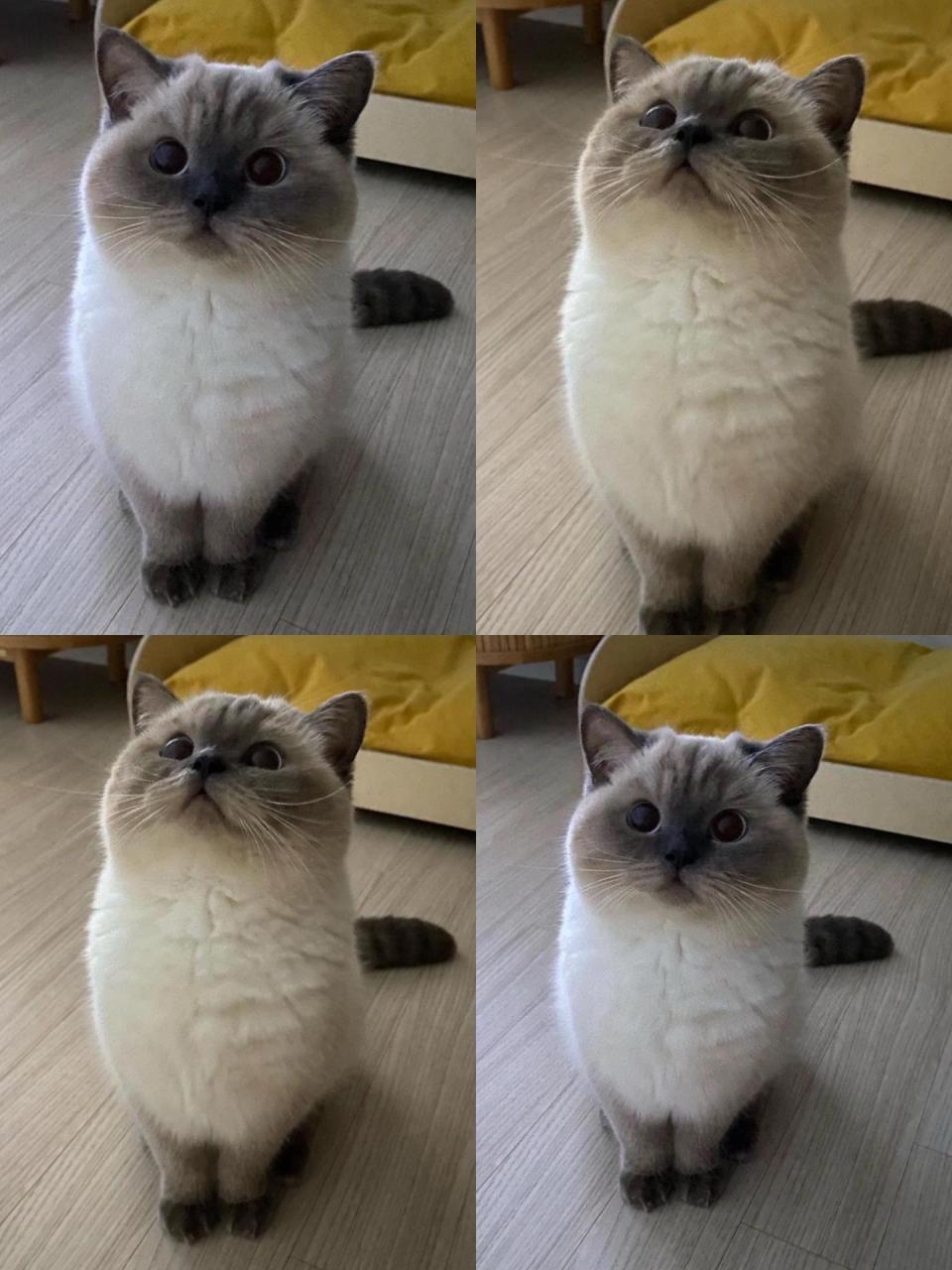 怎么会有这么可爱的英短重点色猫猫呀93 网红同款喵 太可爱了 性格