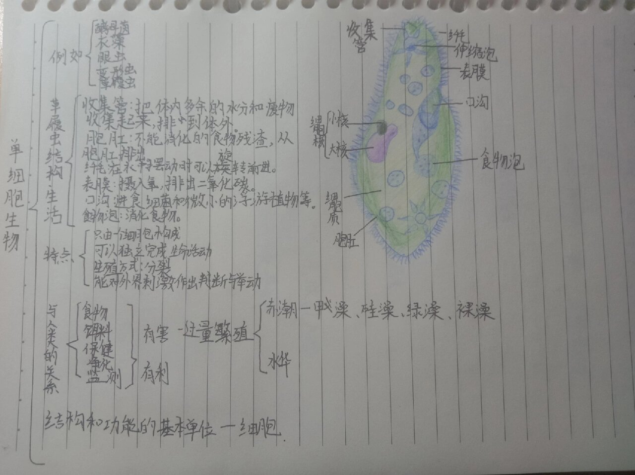 六年级上册《单细胞生物》思维导图