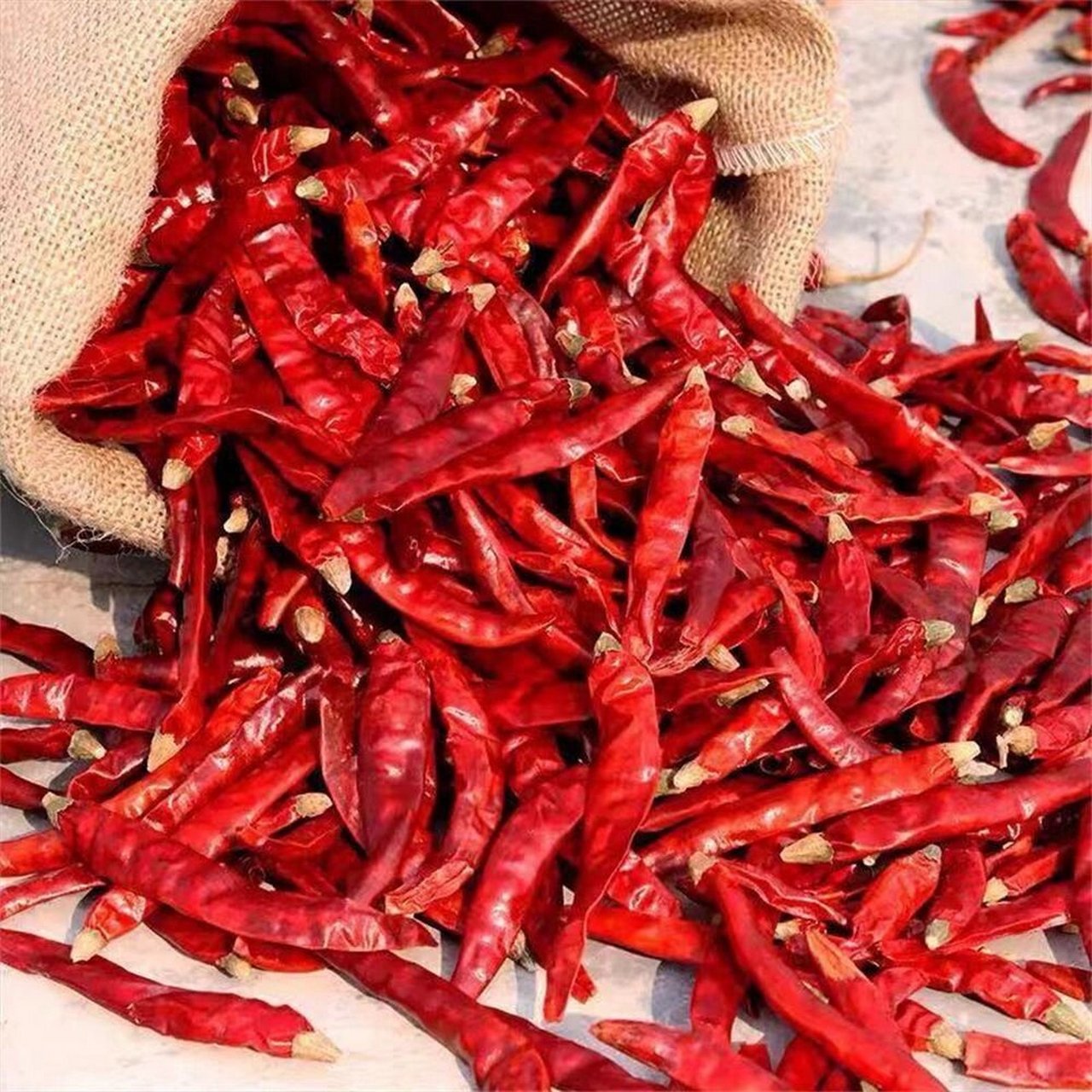 柘城县三樱椒 柘城三樱椒是河南省城县于1976年从国外引进的经济农