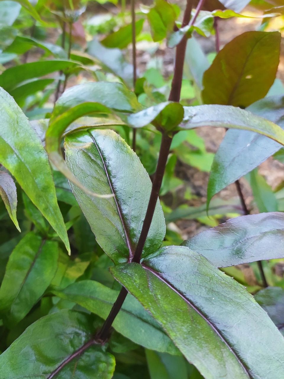 毛地黄钓钟柳 学名penstemon digitalis, known by the common names