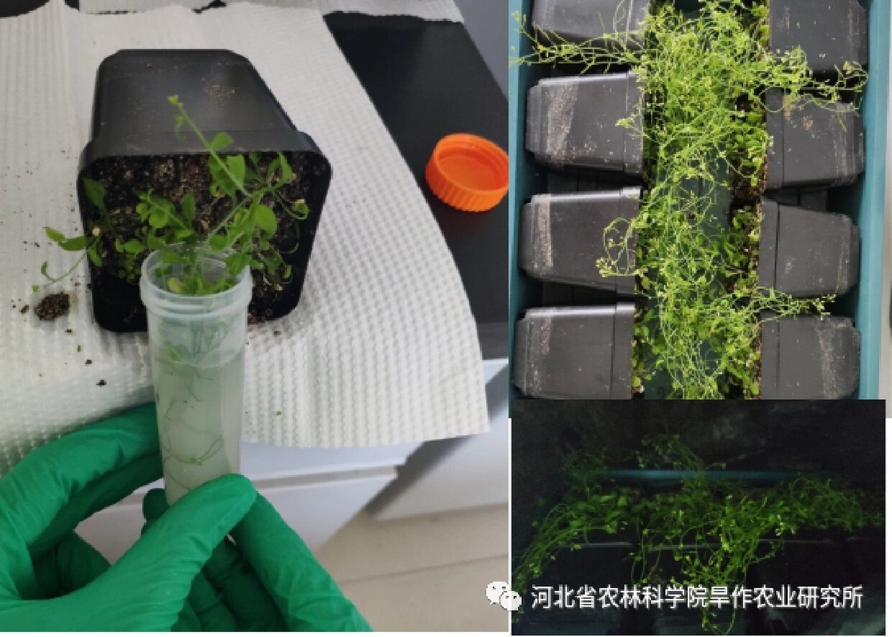 拟南芥实验室种植图片