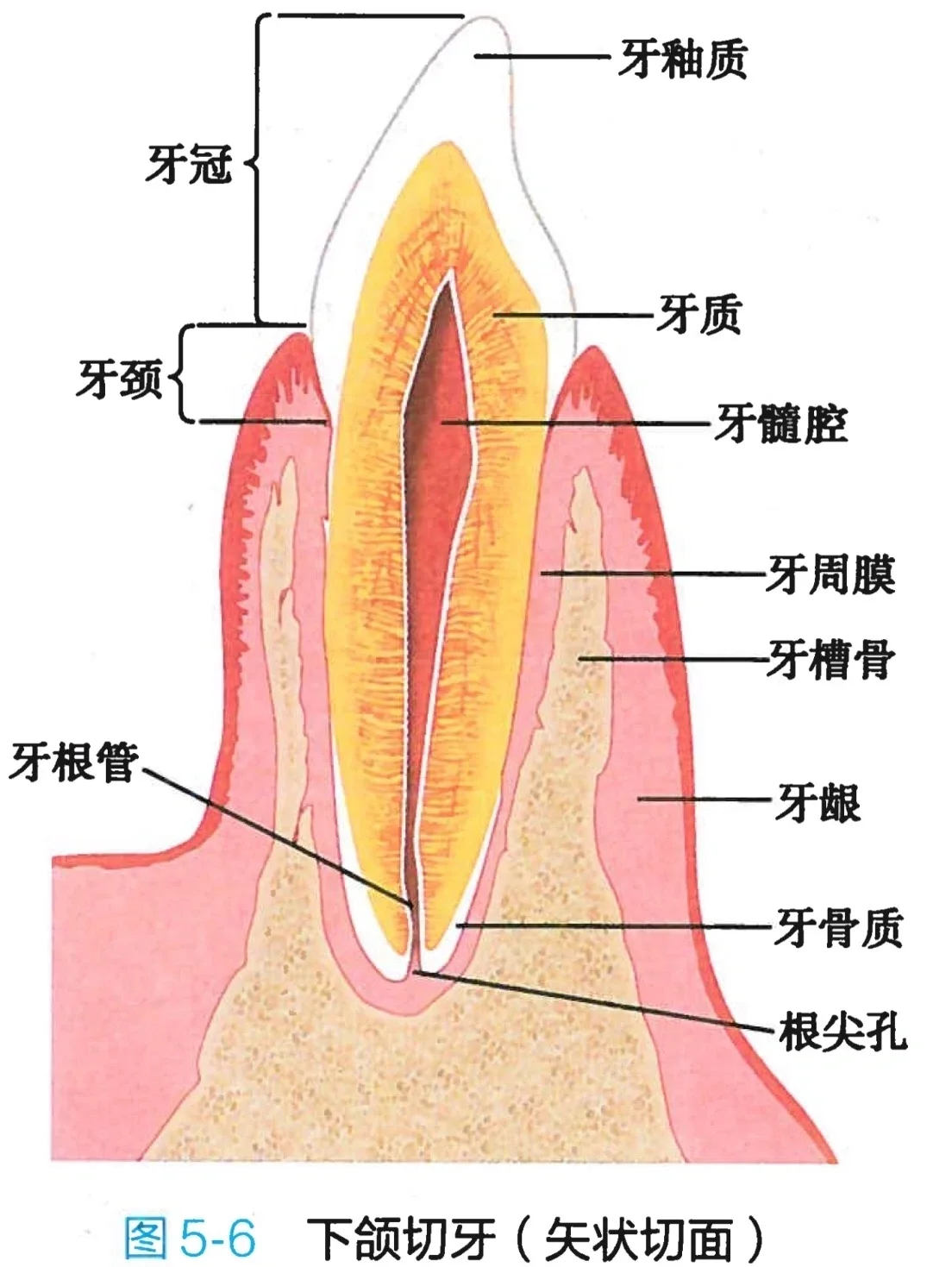 消化系统解剖图谱