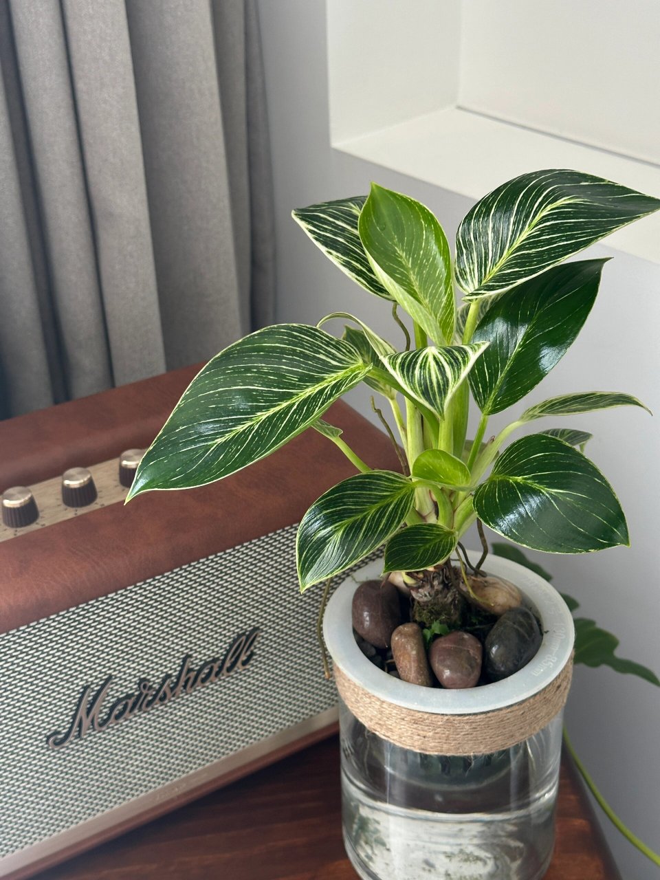 水培绿植之铂金钻蔓绿绒