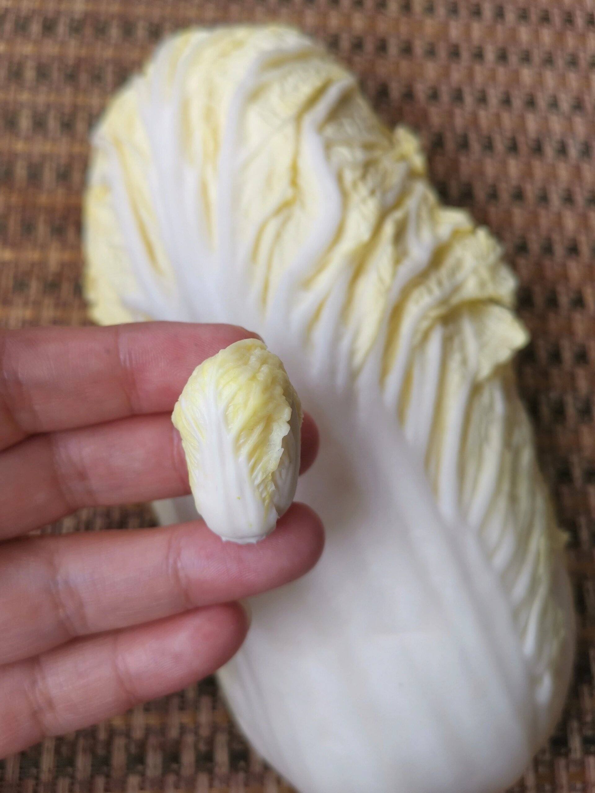 粘土迷你大白菜