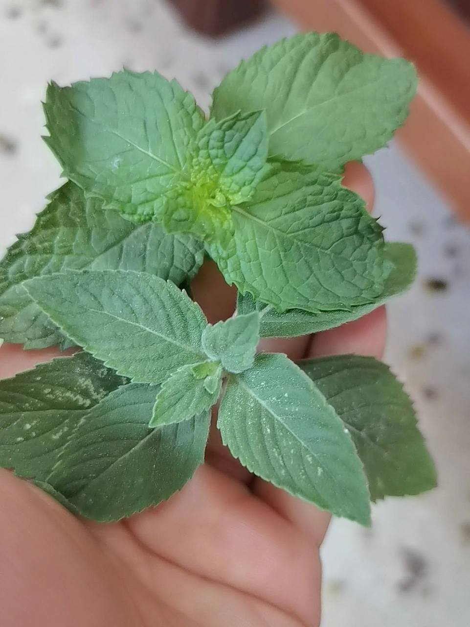 图①:十香菜(不知道你们那里叫什么) 图②:薄荷 图③:上面是十香菜