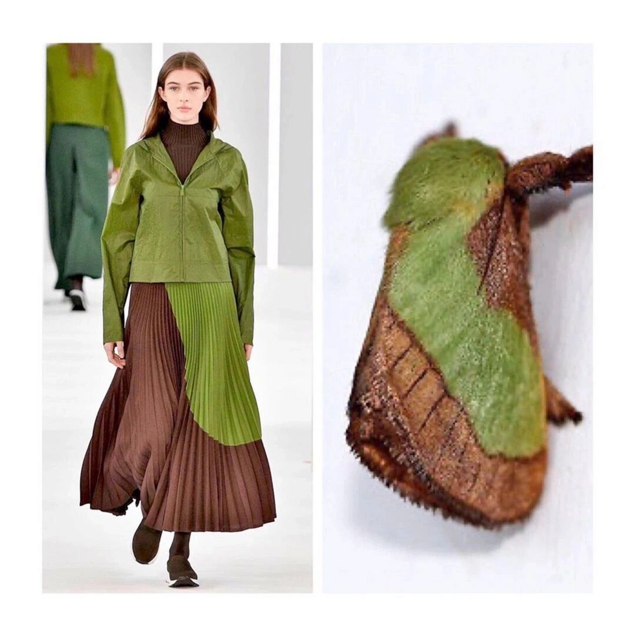 十万个服装小知识—仿生设计 有需要的同学记得先关注,再点赞77收藏