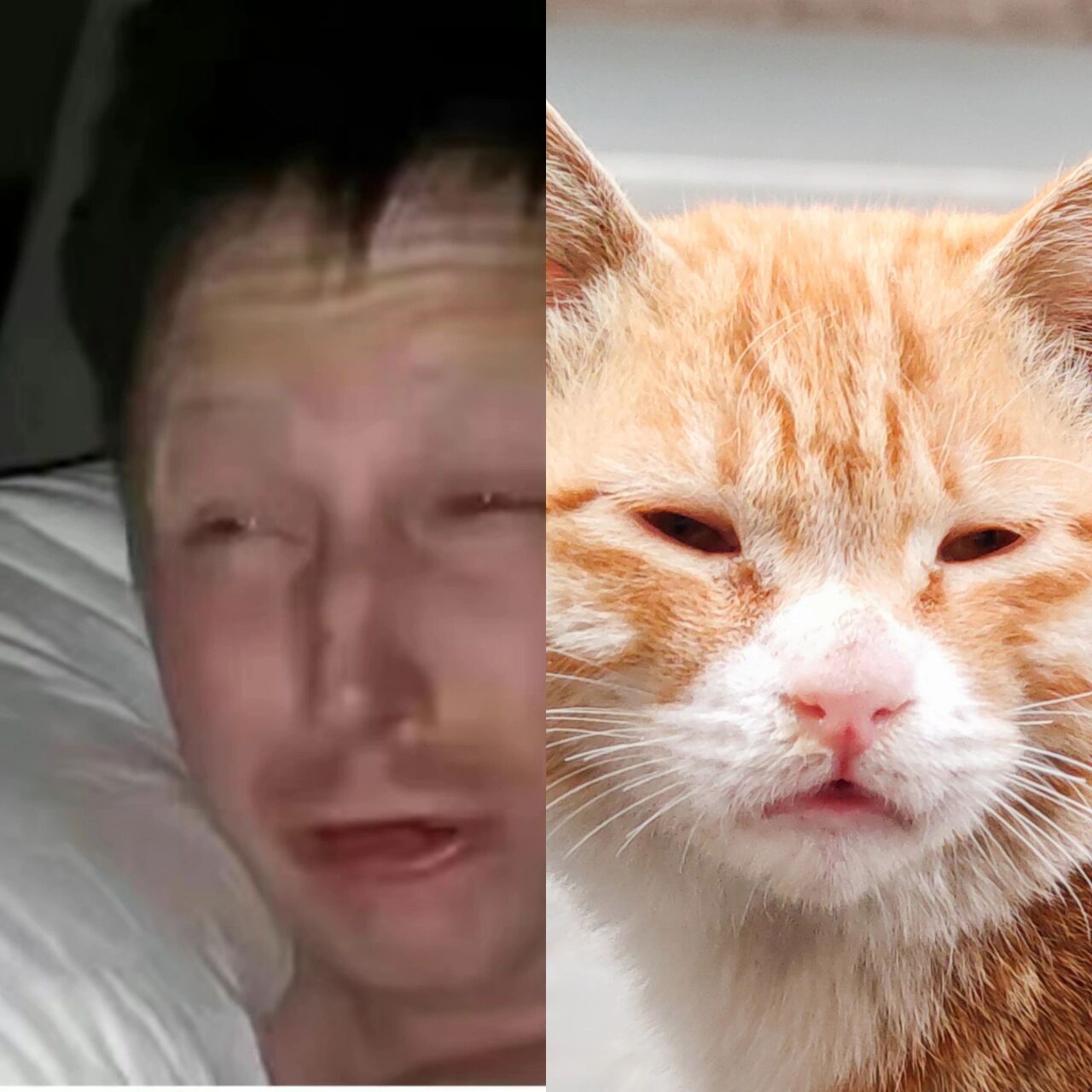 怀民亦未寝,橘猫没睡醒丨摄影表情包分享 又翻出这张照片.
