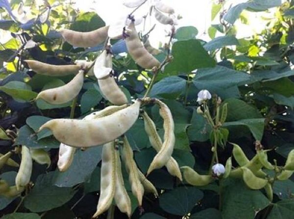 白扁豆 别名:扁豆,羊眼豆,蛾眉豆 【植物形态】一年生缠绕草本植物.