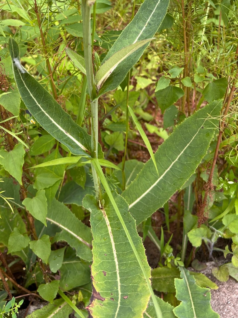 74: 苣荬菜 苣荬菜(sonchus wightianus dc.