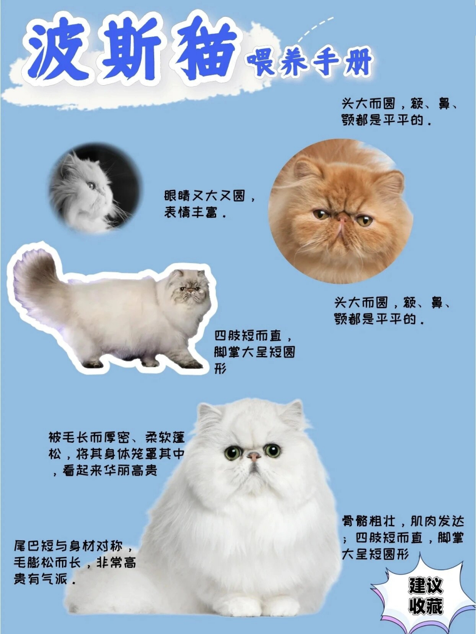 波斯猫品种介绍～ 中文学名:波斯猫别称:波斯毛长:长毛 身高:约50厘米