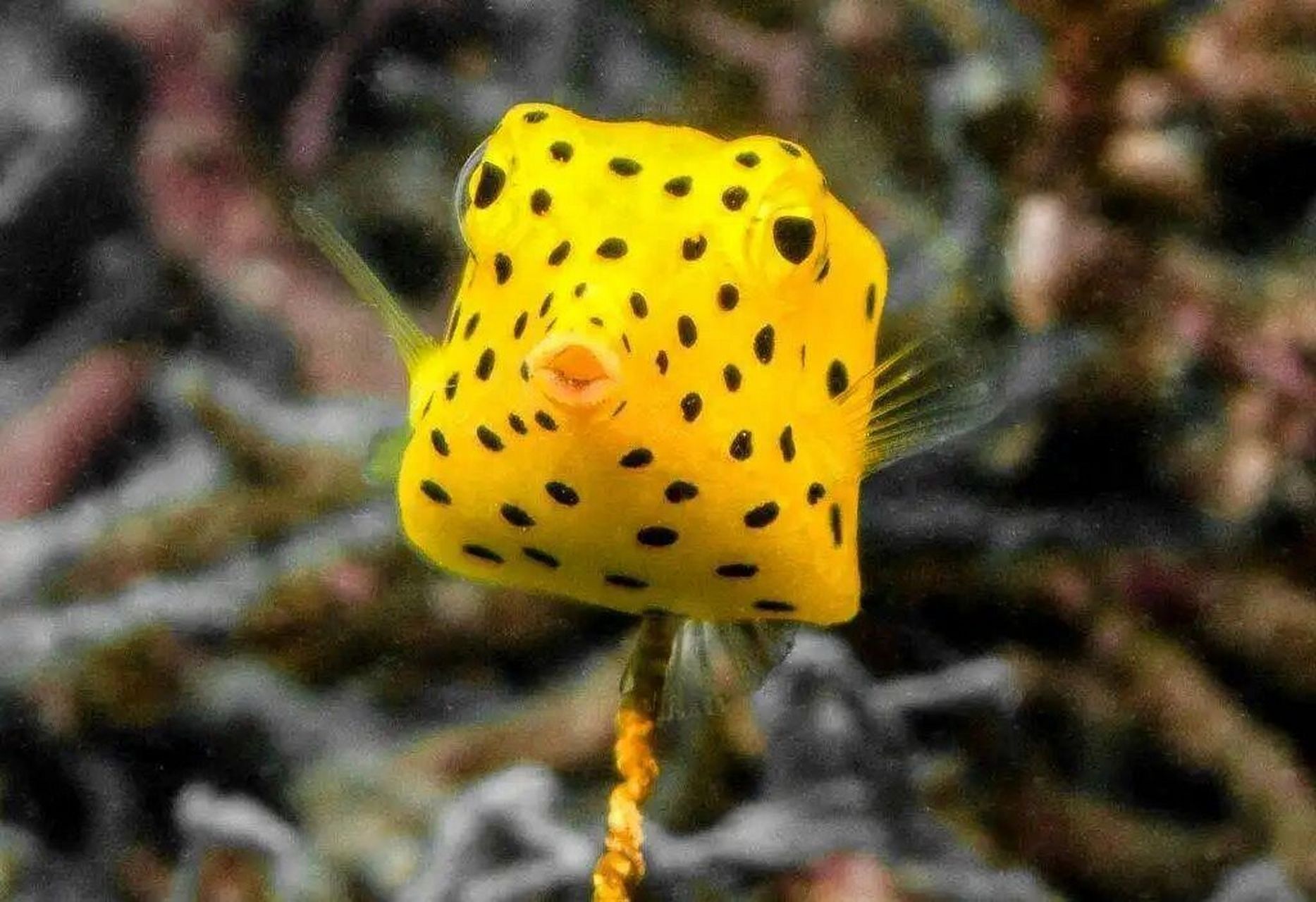 海洋生物-盒子鱼(萌神) 粒突箱魨,又叫木瓜鱼 94长得方方正正,像个