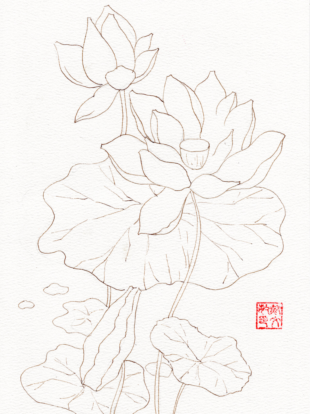 水彩临摹|荷花(附线稿