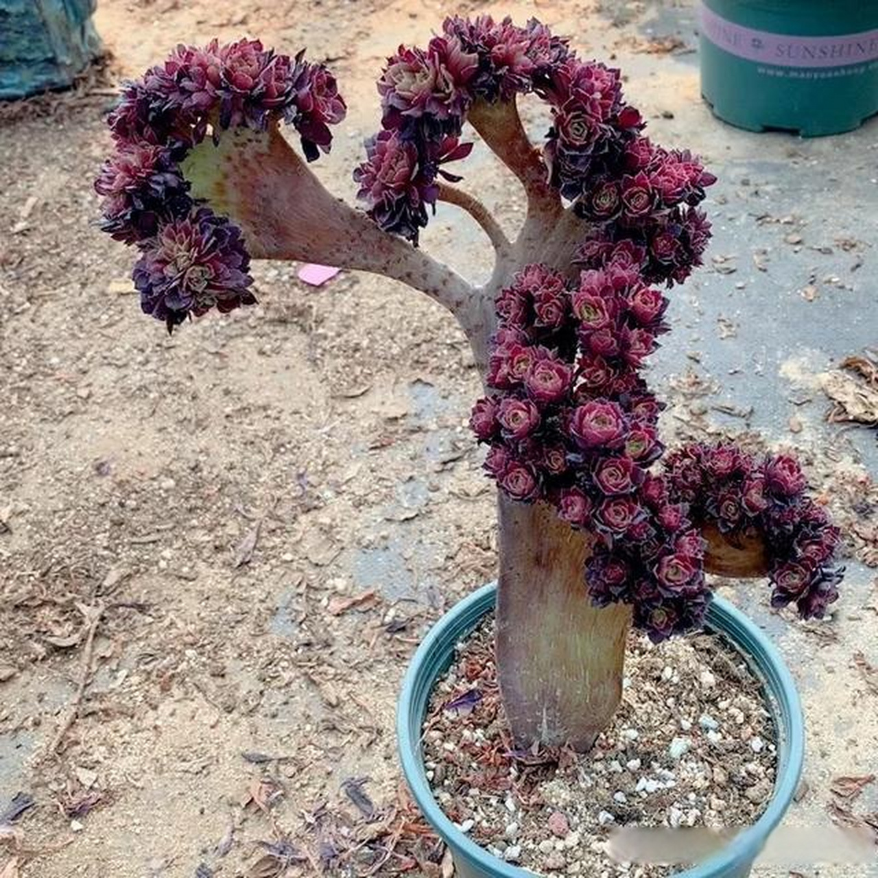 冰武士法师多肉植物图图片