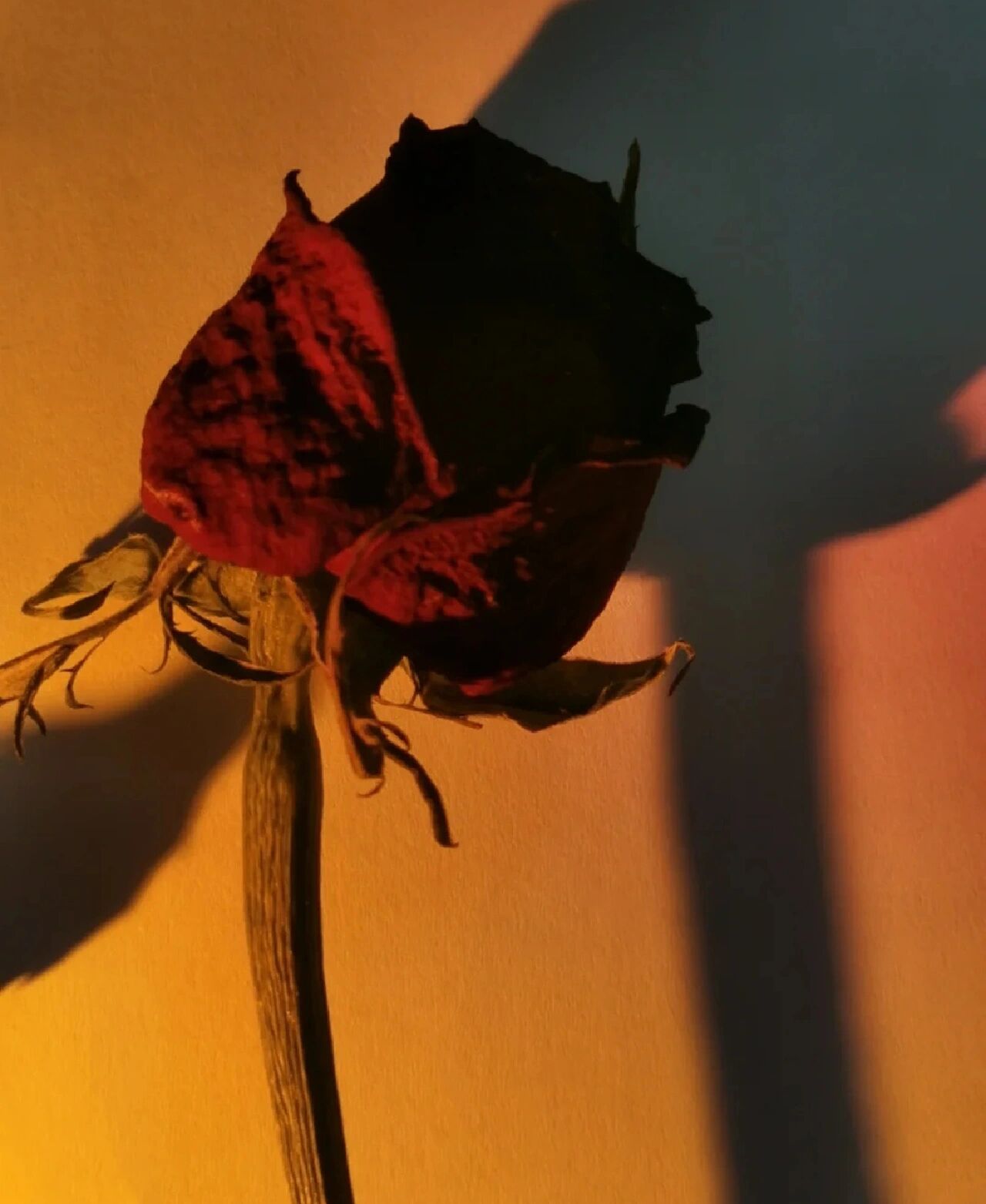 枯萎的玫瑰,高清图片