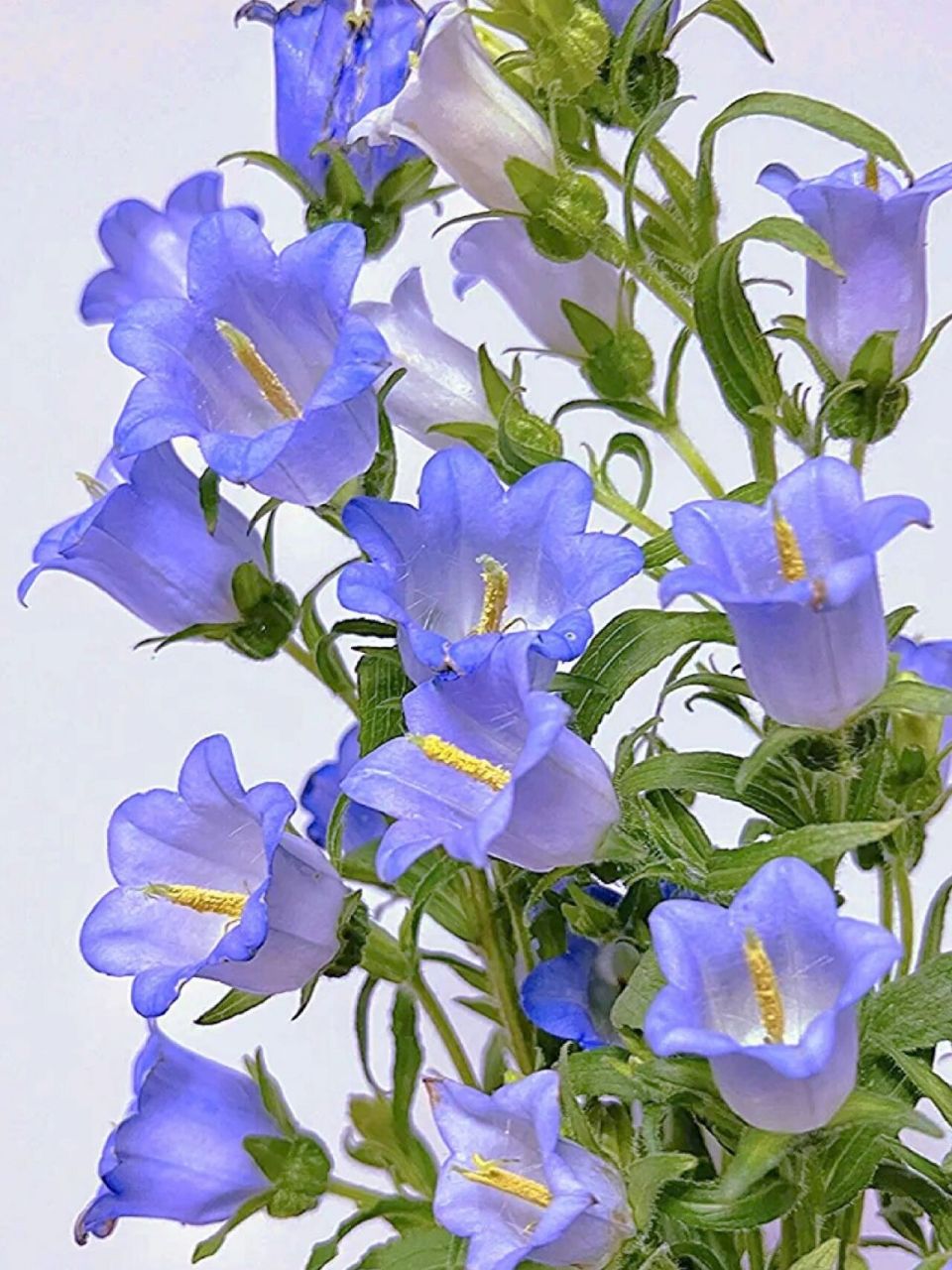 风铃草原产于南欧等北温带地区至亚寒带地区,中国各地有引种栽培.