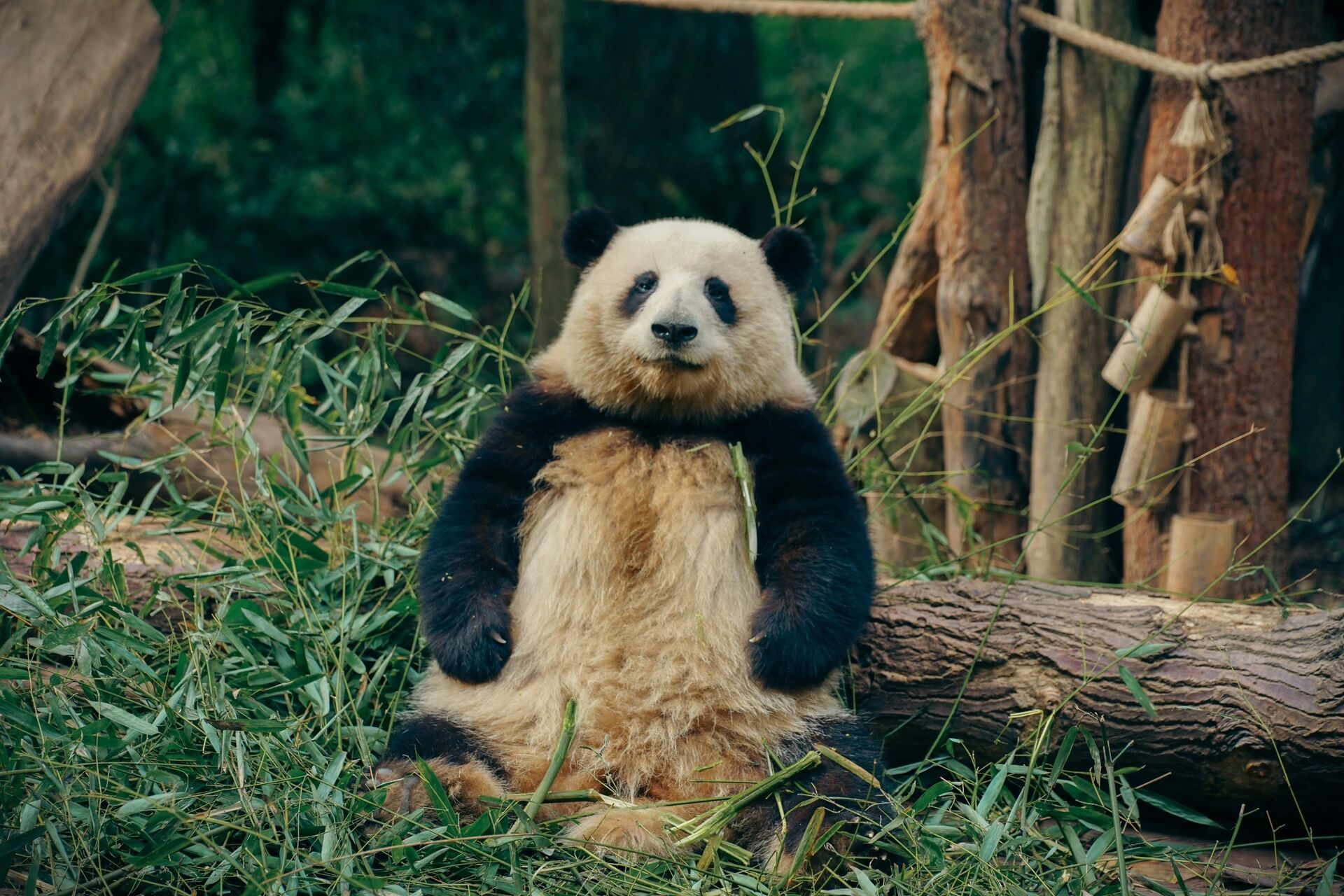 周末看熊猫基地女明星花花攻略 大熊猫是国宝,而花花是熊猫基地中的网