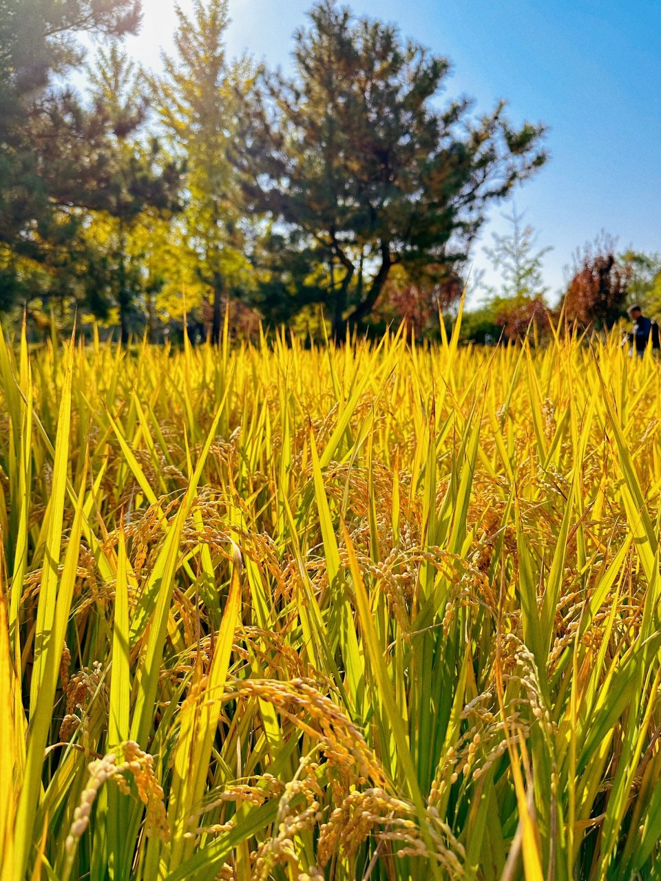 北京赏秋 | 北坞和玉东郊野公园的水稻熟啦!