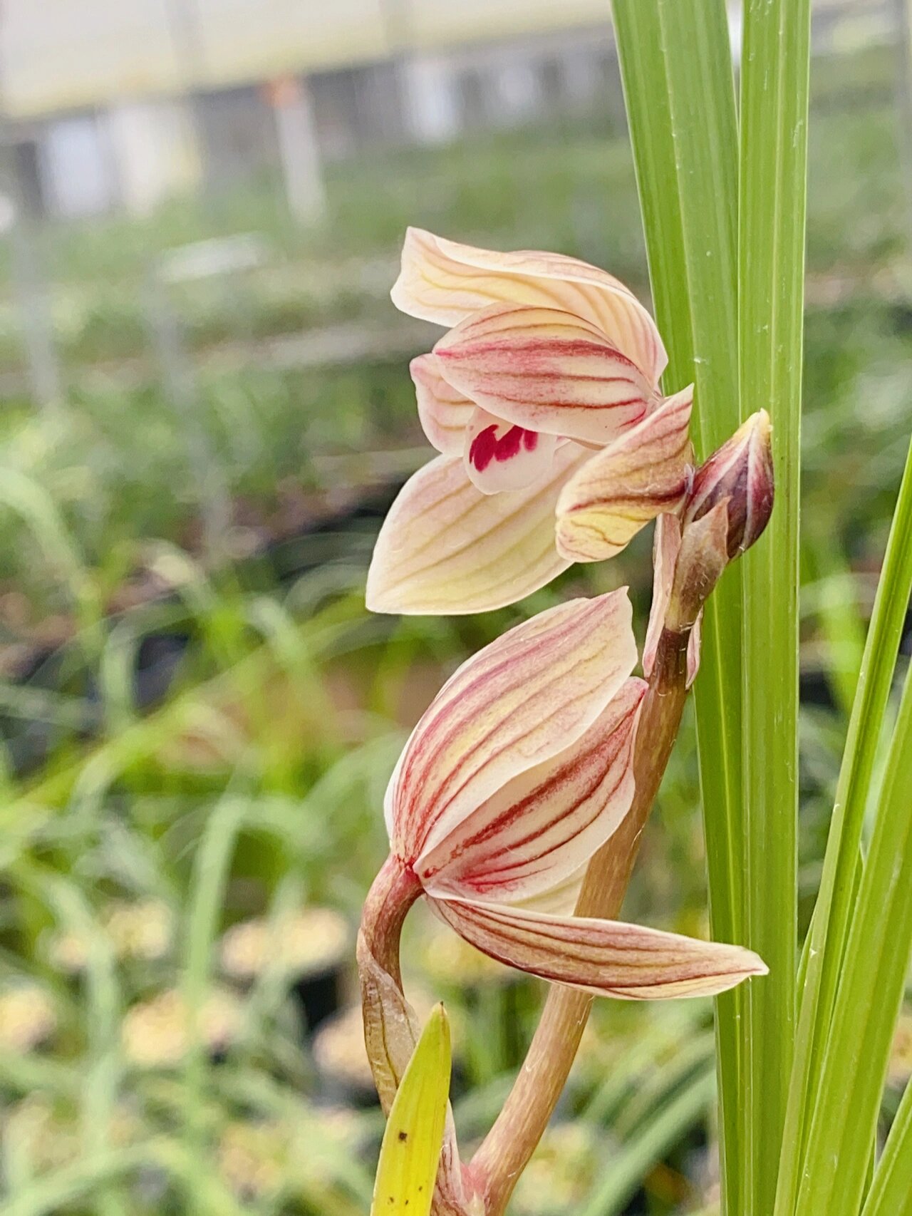莲瓣兰,紫熙荷,福建开品也是棒棒哒