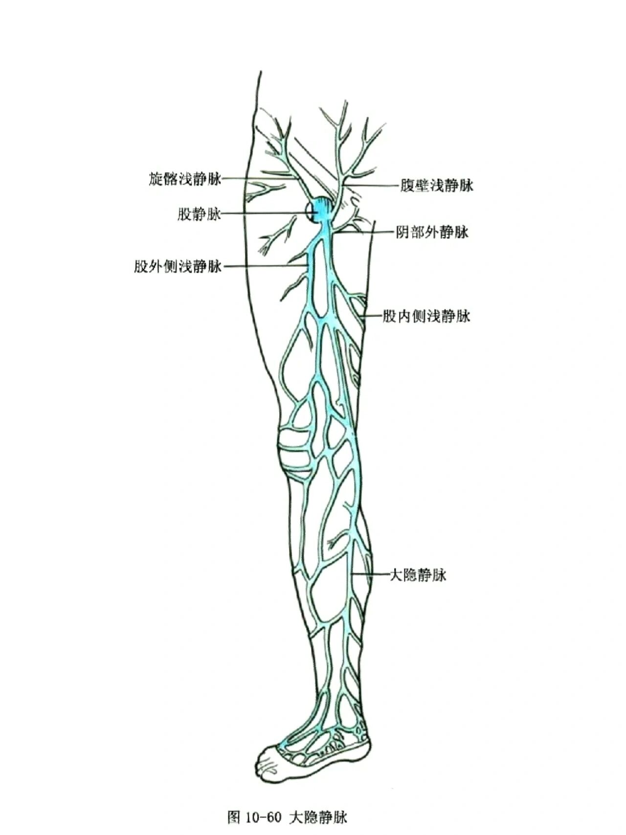 静脉血管走形分布图