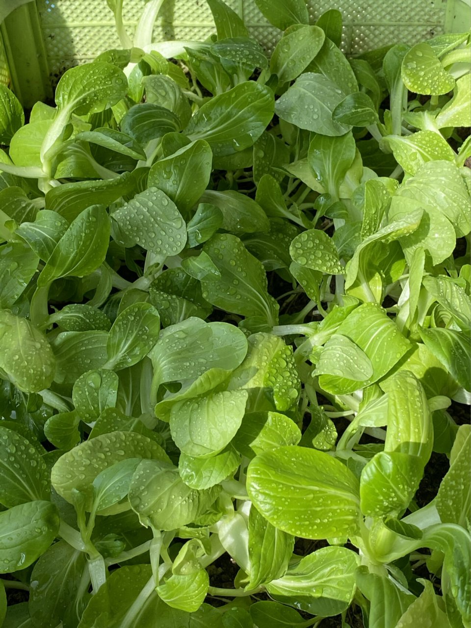 阳台种菜4【上海青】 上海青,又叫上海白菜,苏州青,青江菜,青姜菜,小