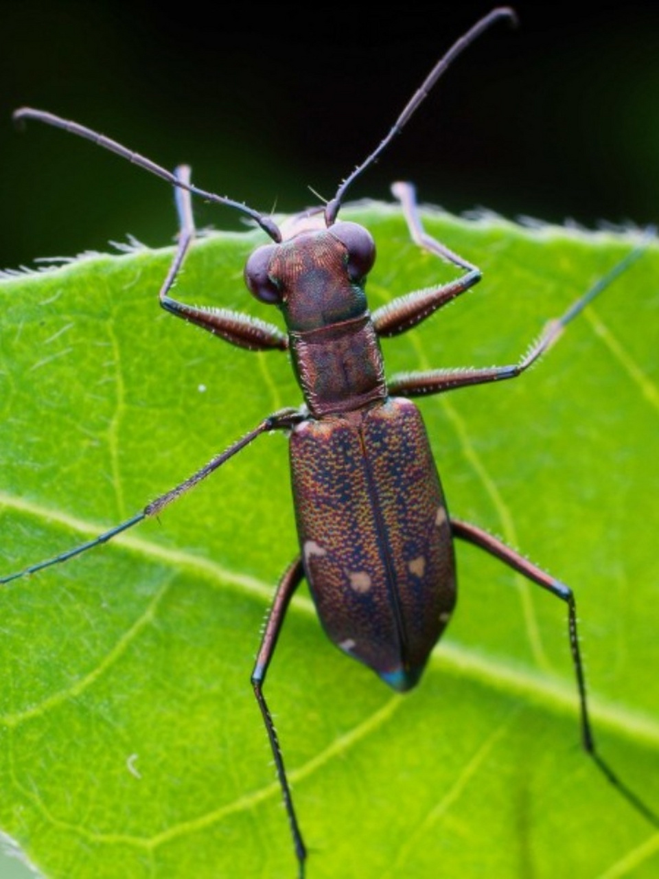 昆虫有哪些图片 昆虫,这些微小而神奇的生物,以其独特的存在方式,给大