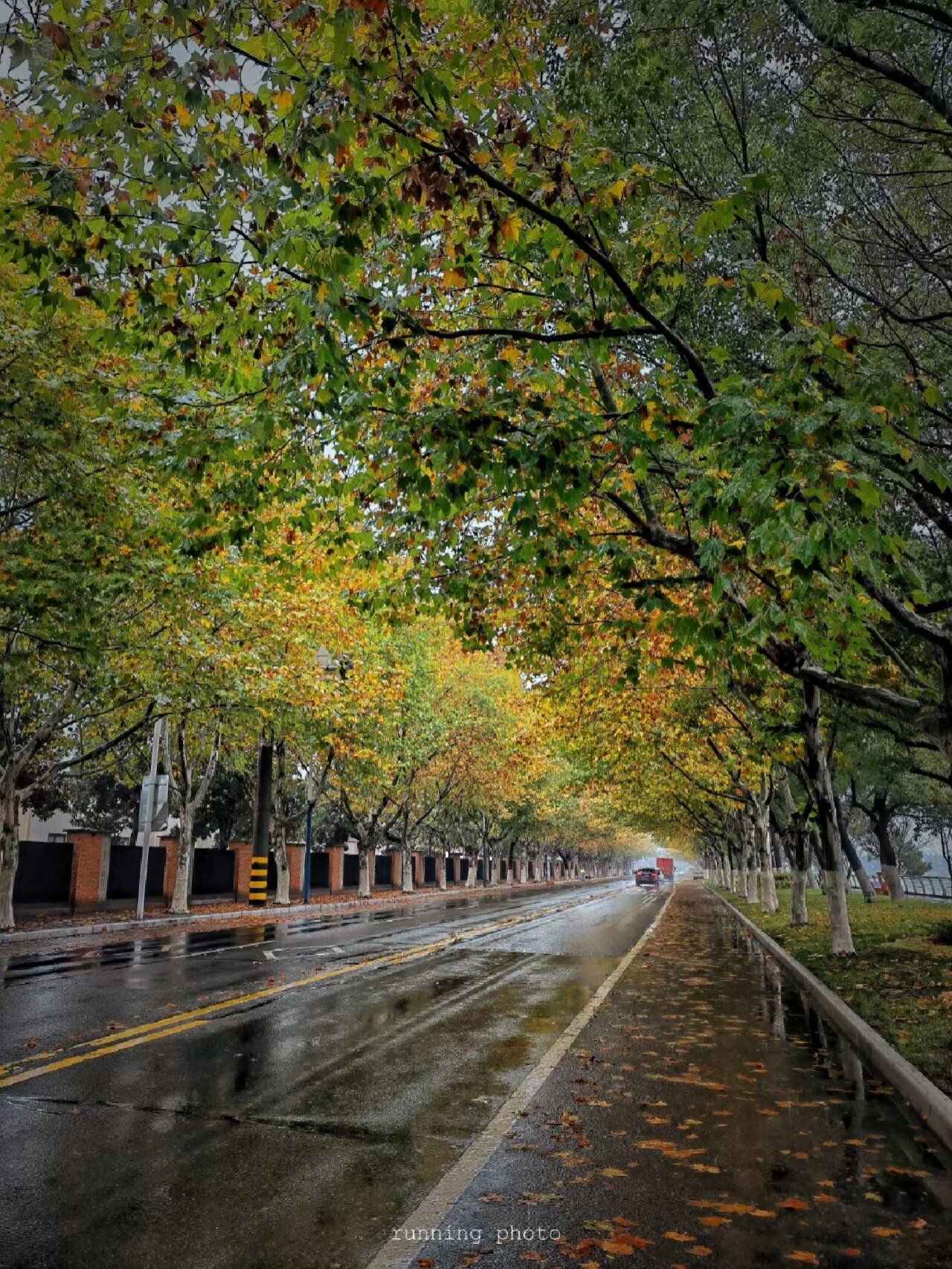 雨后落叶的常州街头 延陵东路秋天的浪漫.