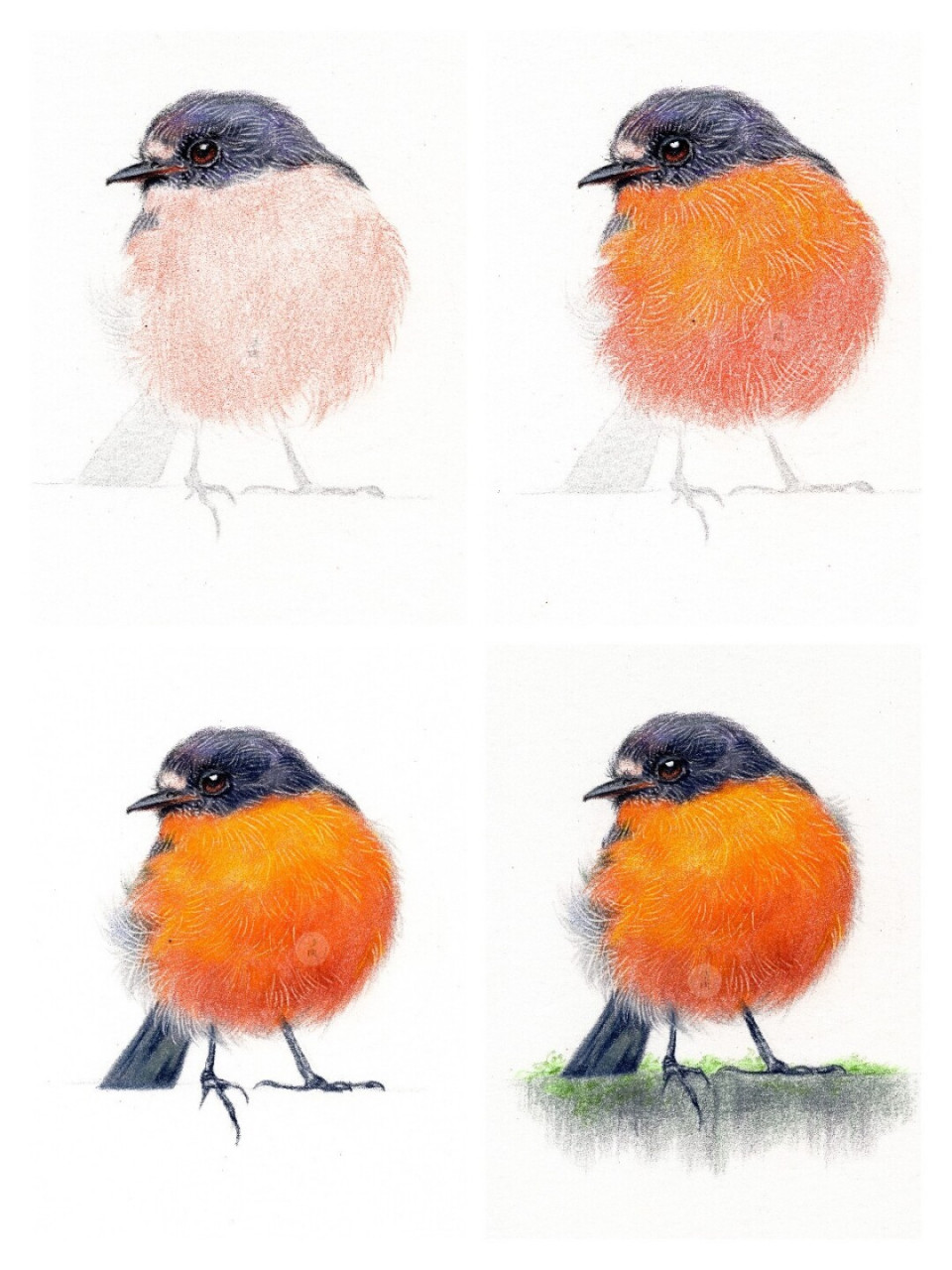 彩铅画·知更鸟线稿及上色教程 11566铅笔出轮廓,确定细节,接下来