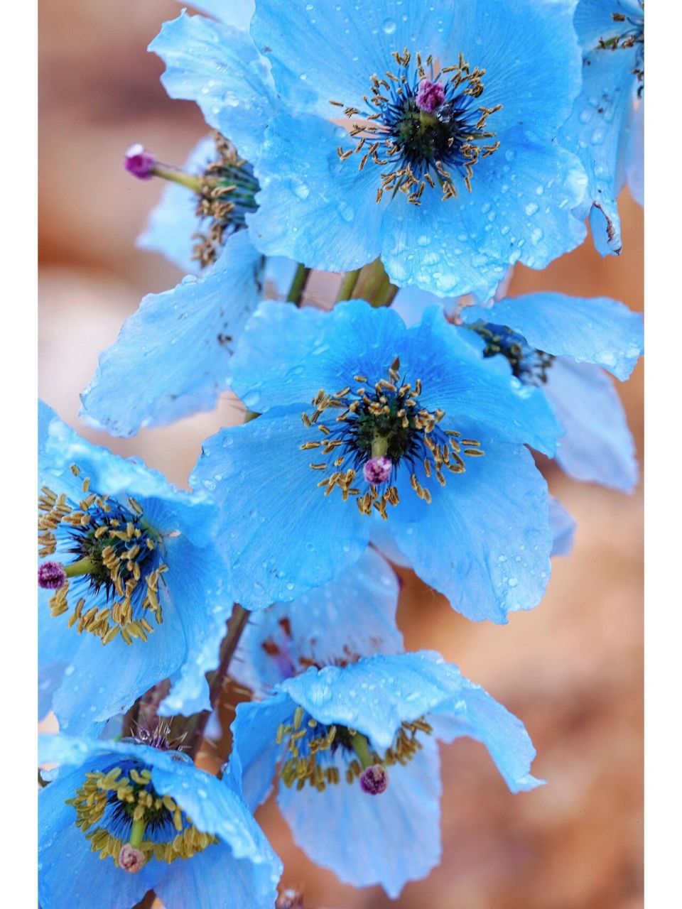 93美丽绿绒蒿meconopsis speciosa ——雪山之巅的一抹蓝 	 罂粟科