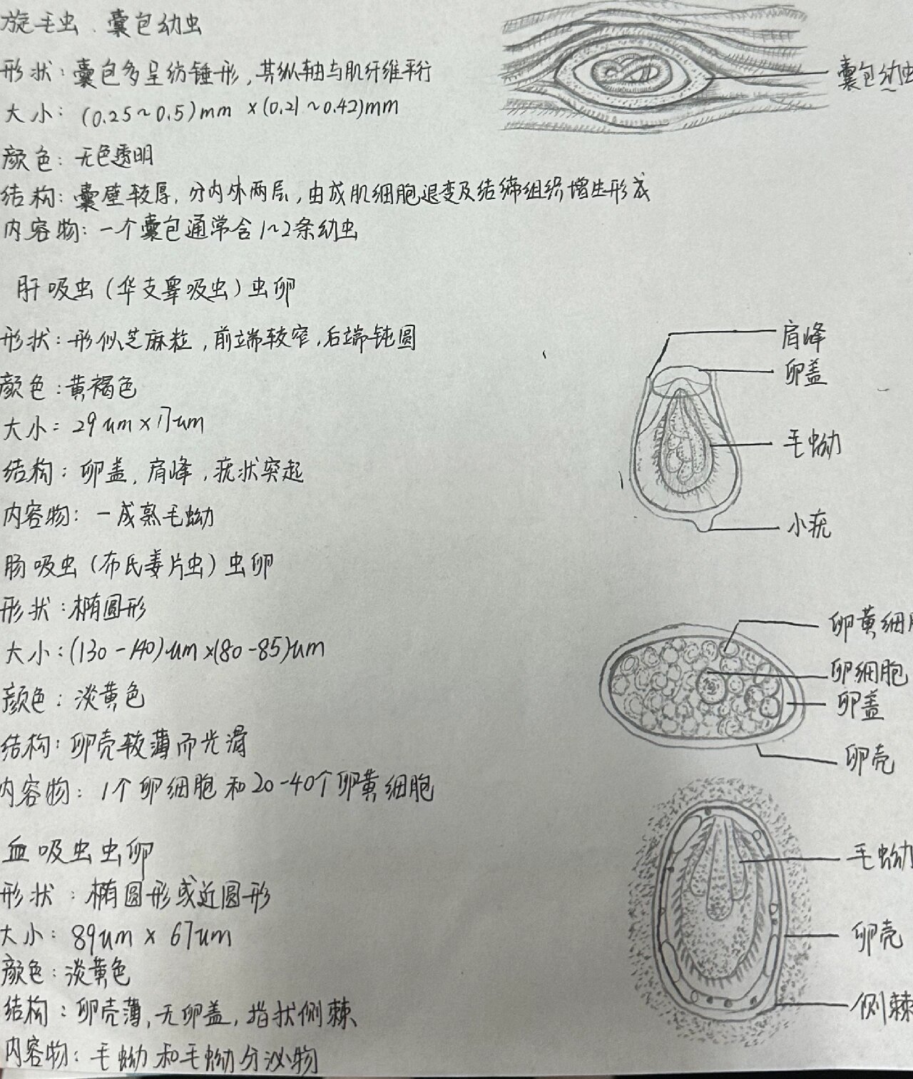 医学寄生虫实验报告 1旋毛虫囊包幼虫 2肝吸虫(华支睾吸虫)虫卵 3肠