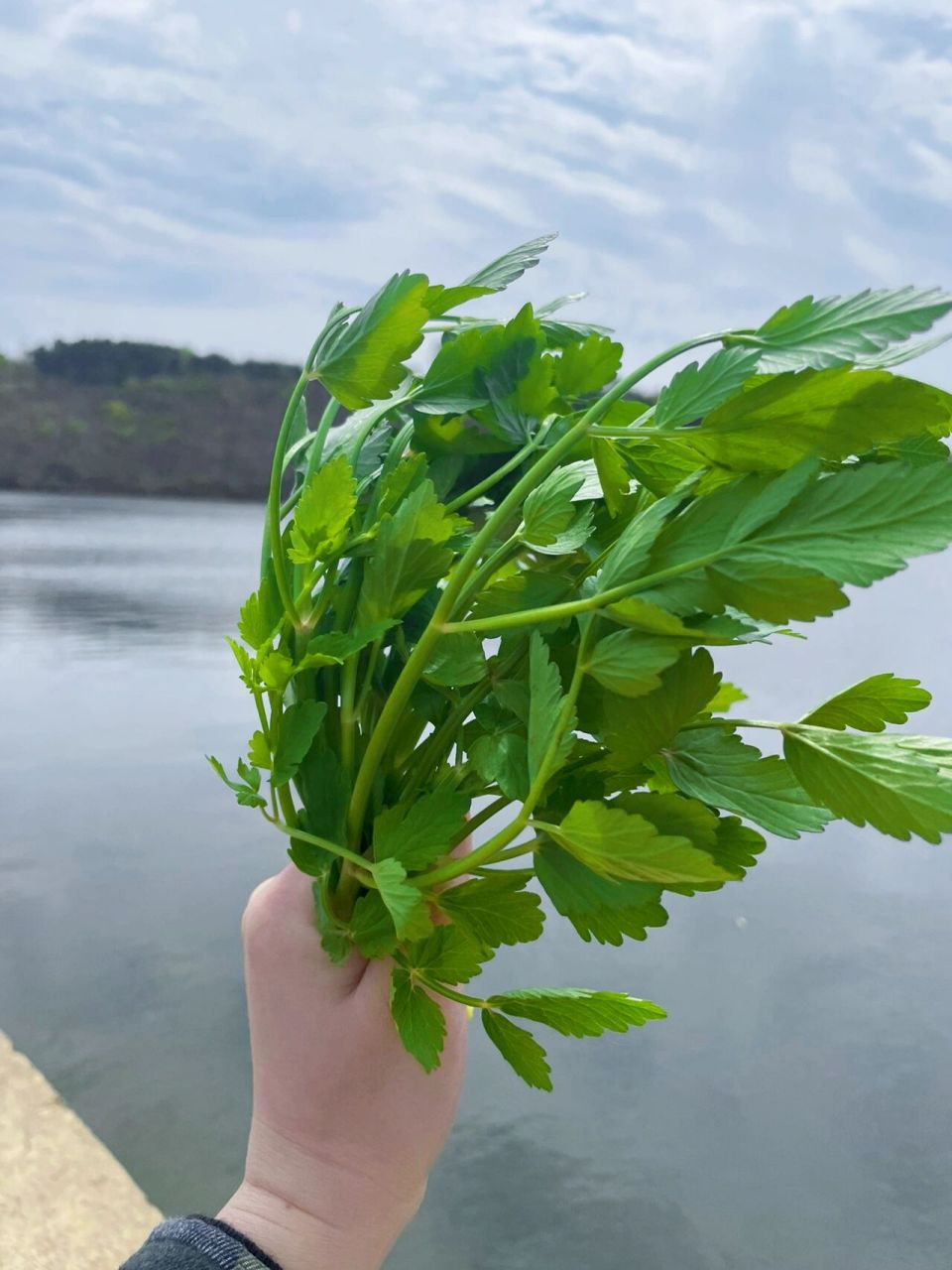 春天野菜之水芹菜 水库边丛生的野芹菜 5min薅一大把