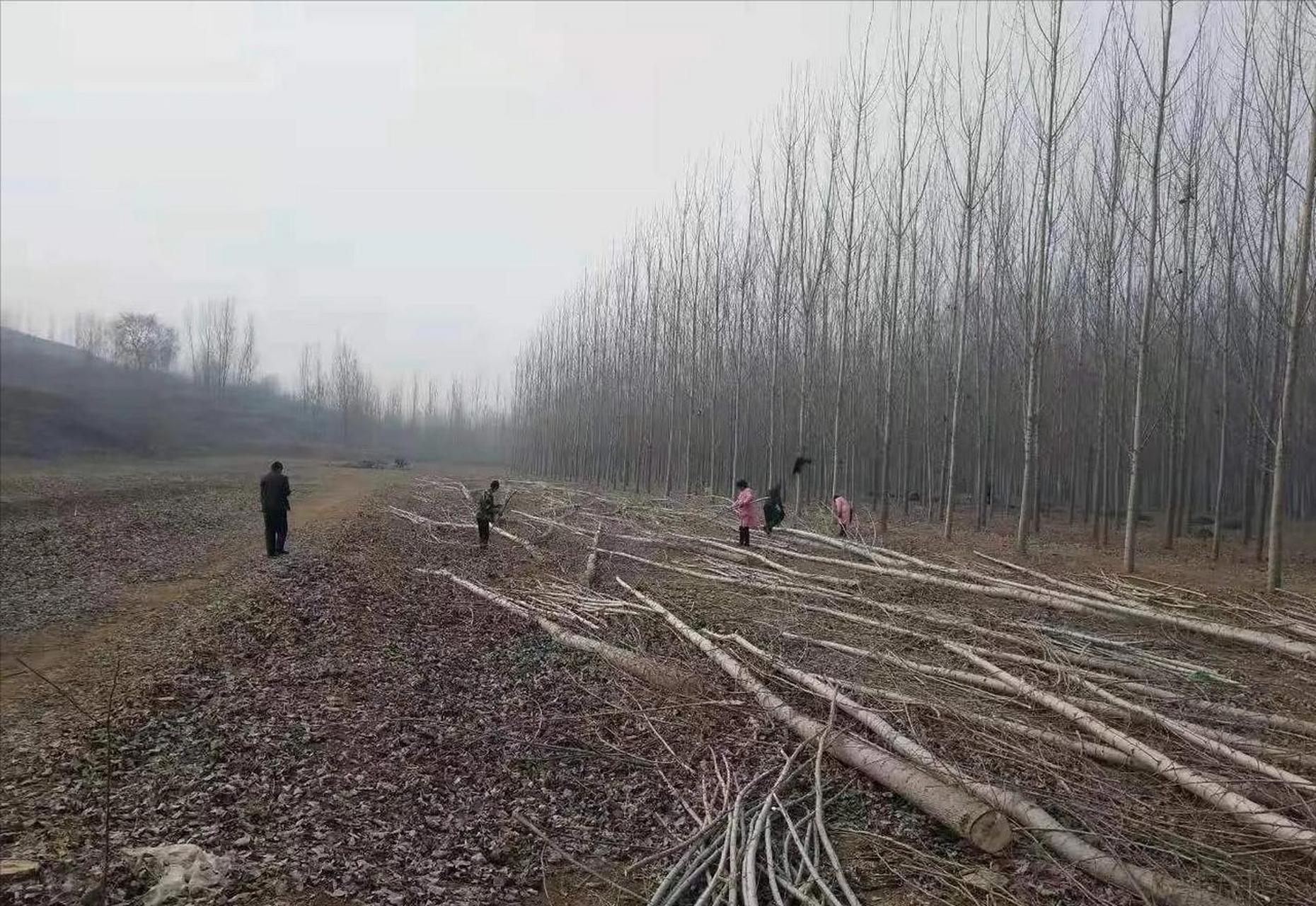 专家谈退耕还林还是退林还耕 首先要明确一点:中央一号文件从没有"退