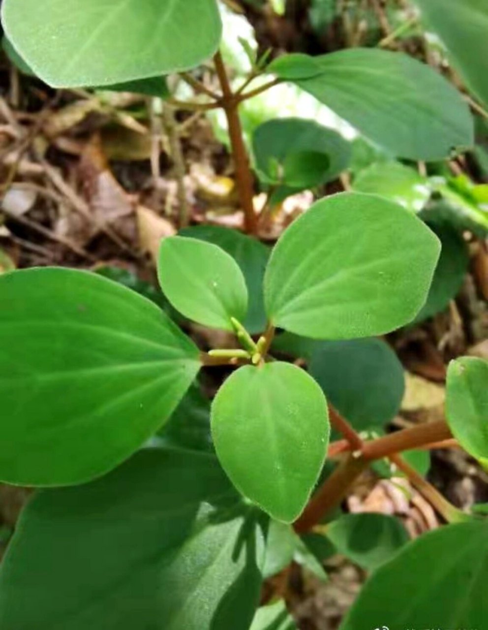 石蚕草 吃法图片