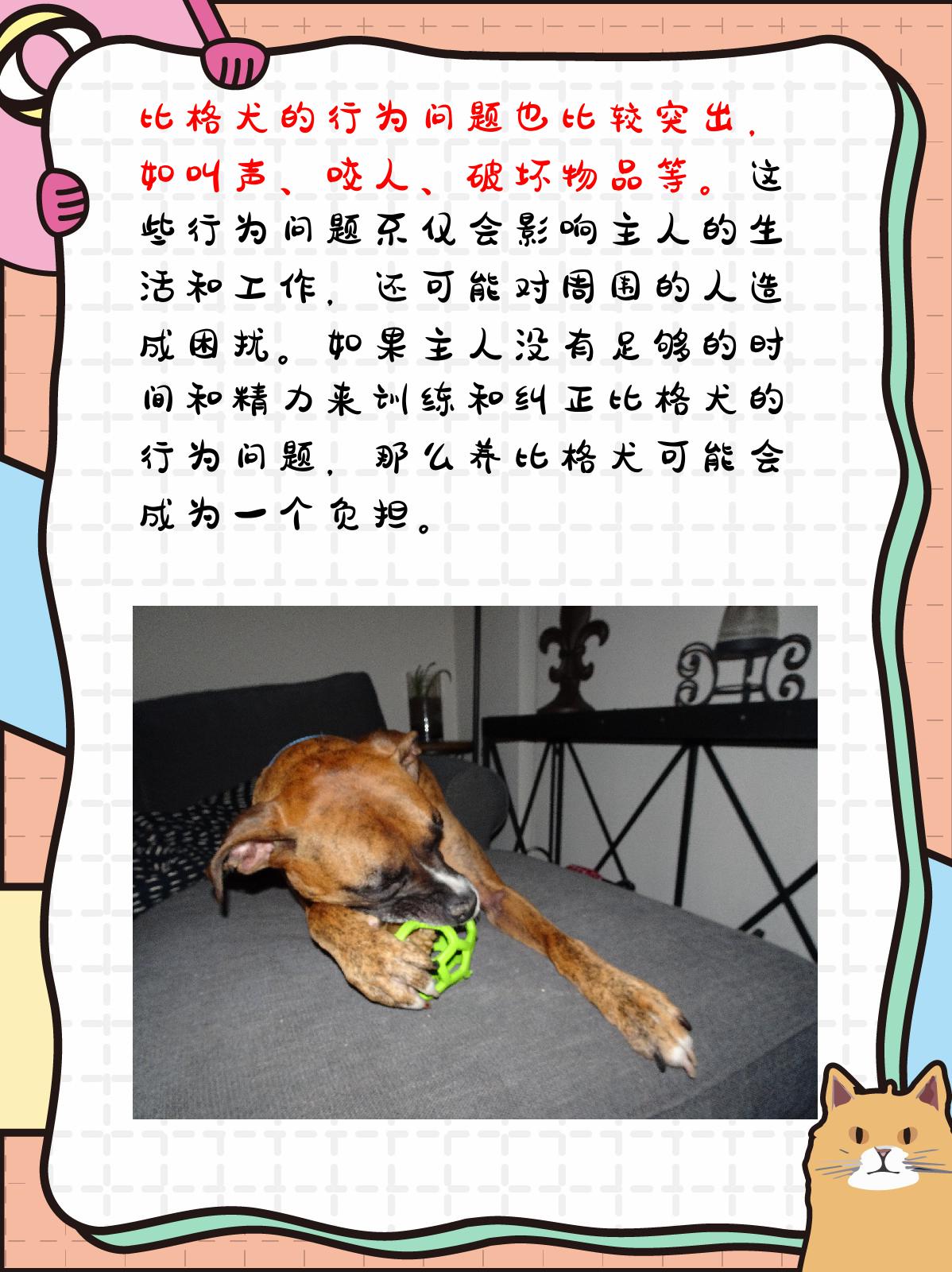 比格犬为什么不建议养 虽然比格犬具有很多优点,但由于其养护难度高
