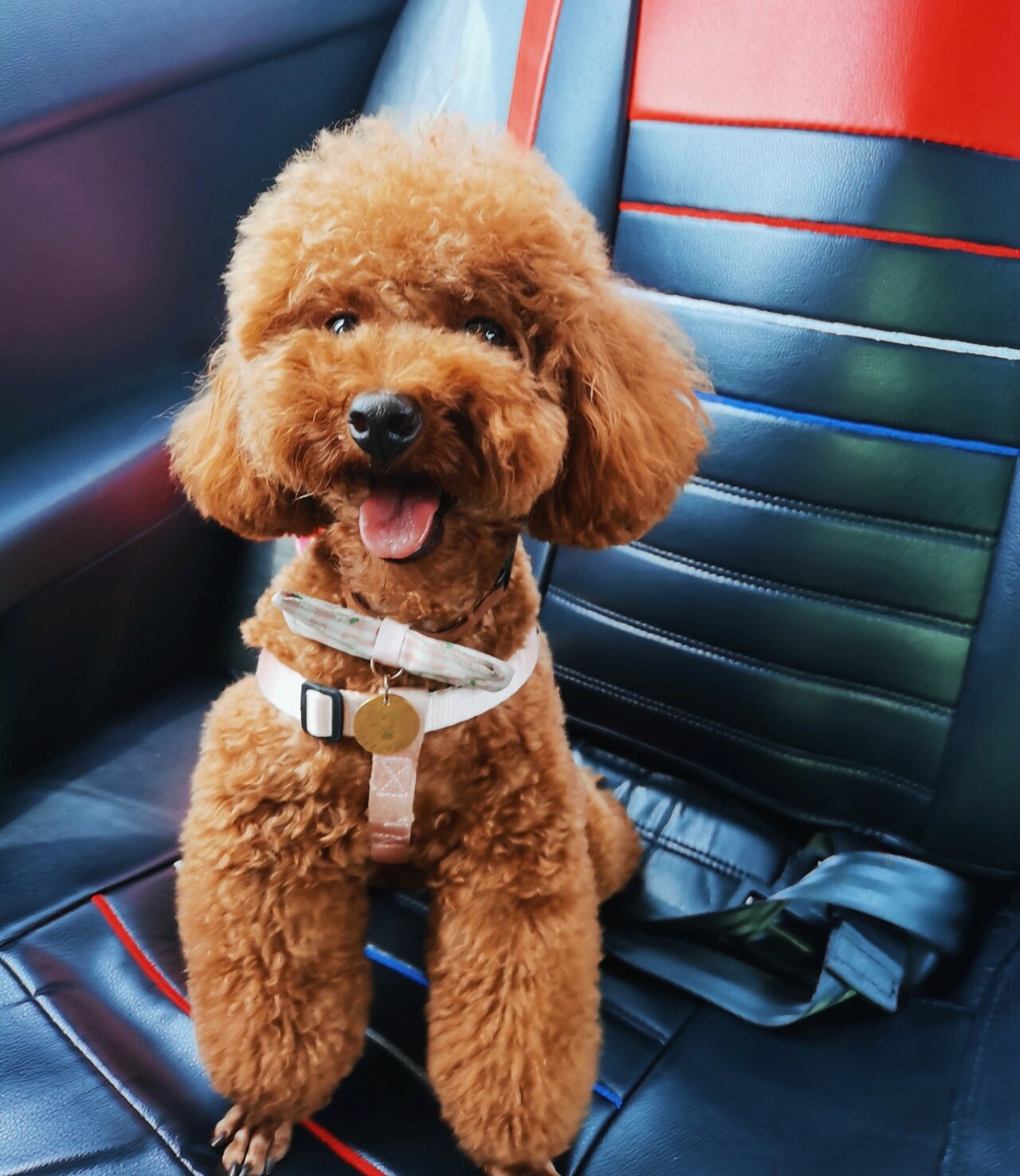 泰迪不剪毛真的像拖把 两个月没剪毛,觉得好可爱,还想给她留成涂涂