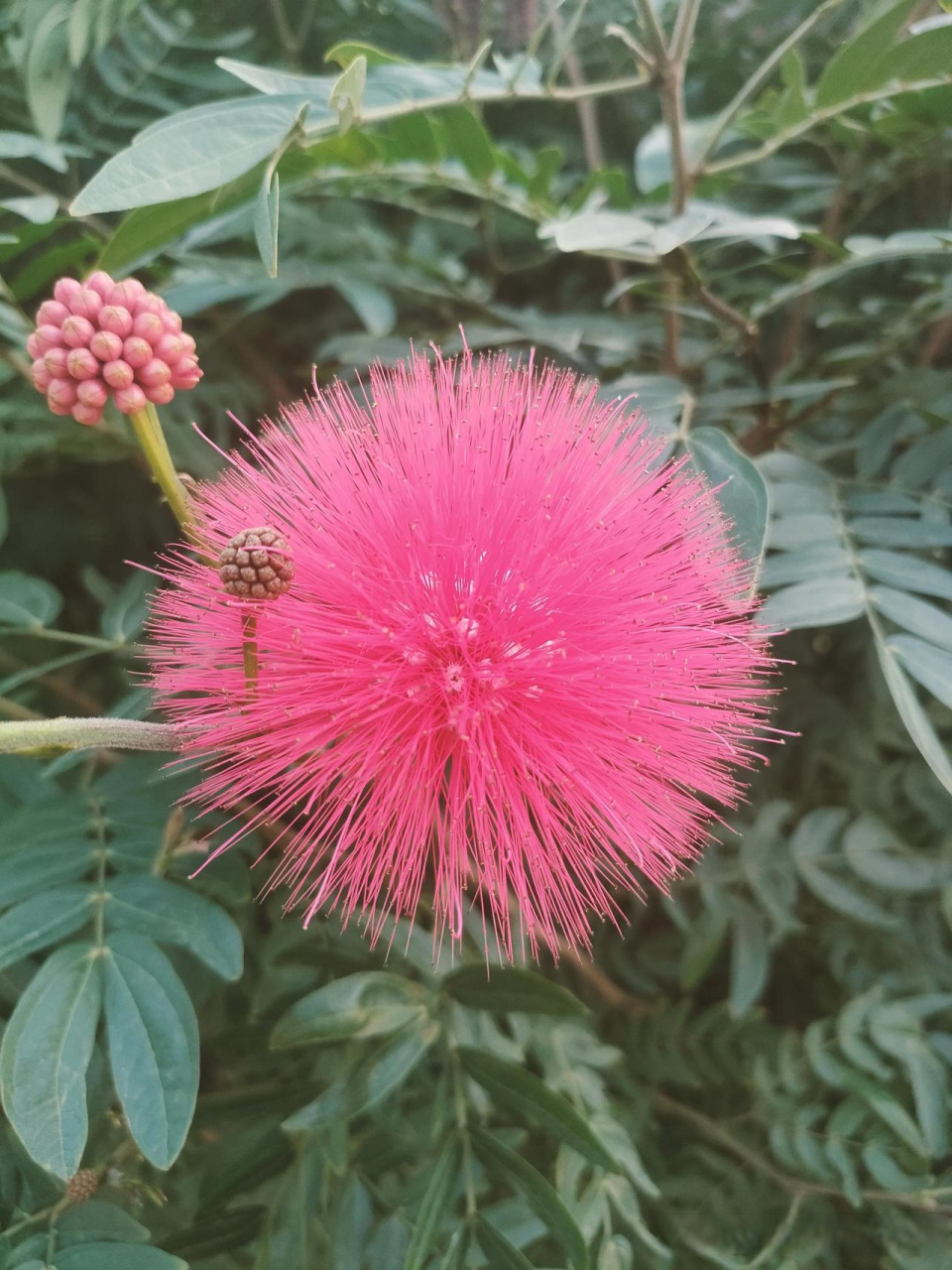 简单花花草草图片大全图片