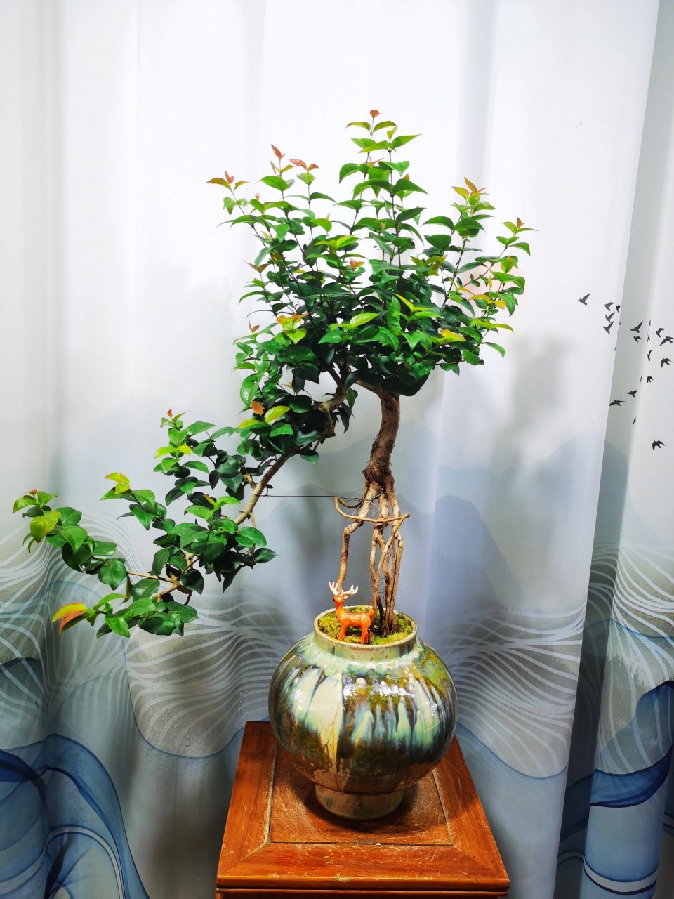 巴西红果 红果仔原产巴西.