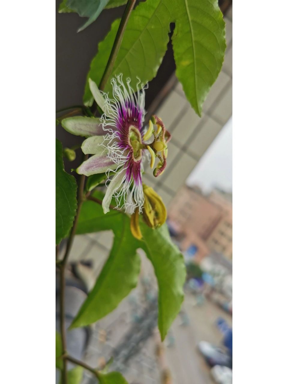 百香果结果有妙招 在阳台种植百香果已经一段时间了!