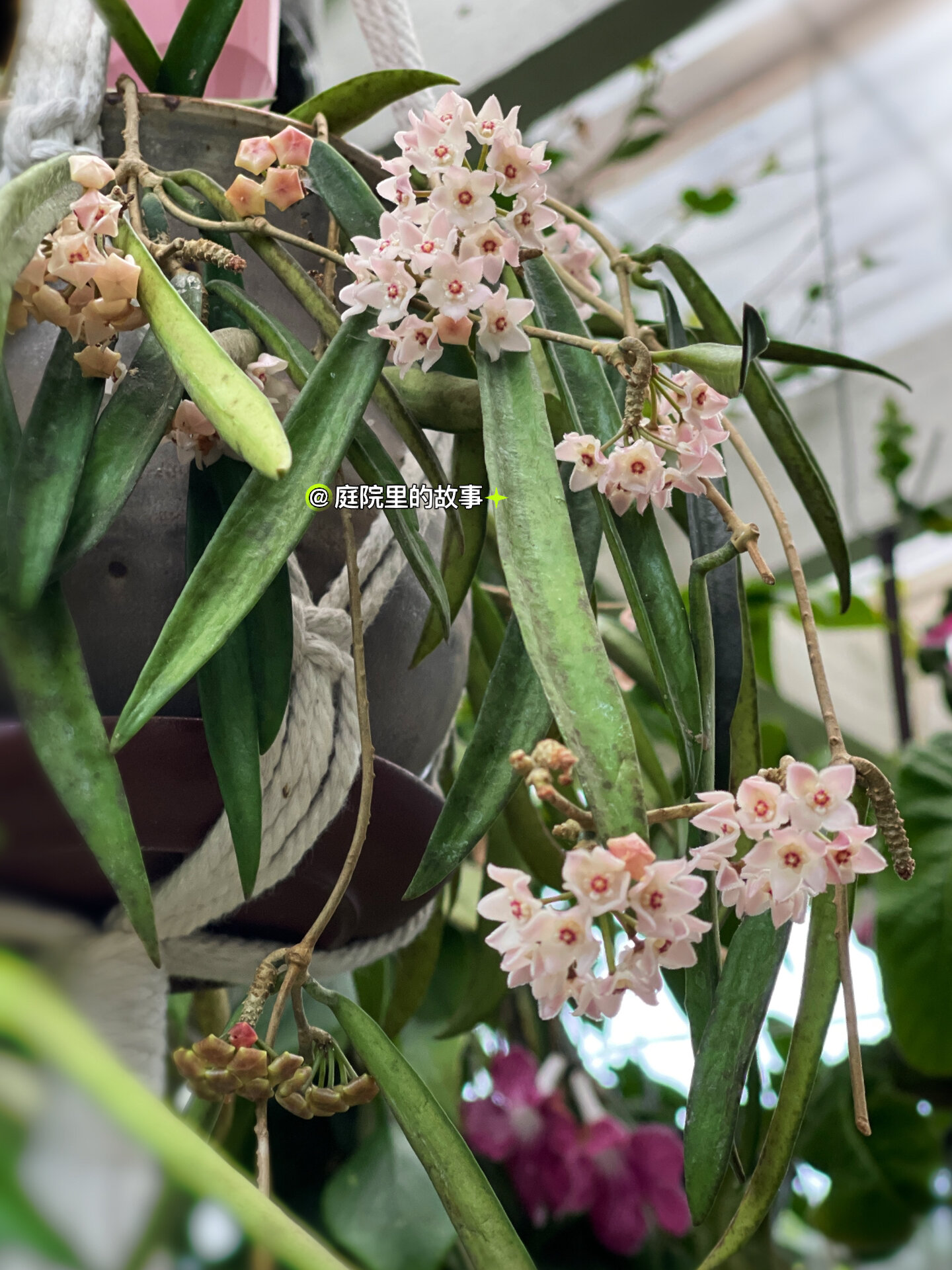 【舍菲尔德球兰】 shepherdii 开花了 #舍菲尔德球兰# #我的花草日记