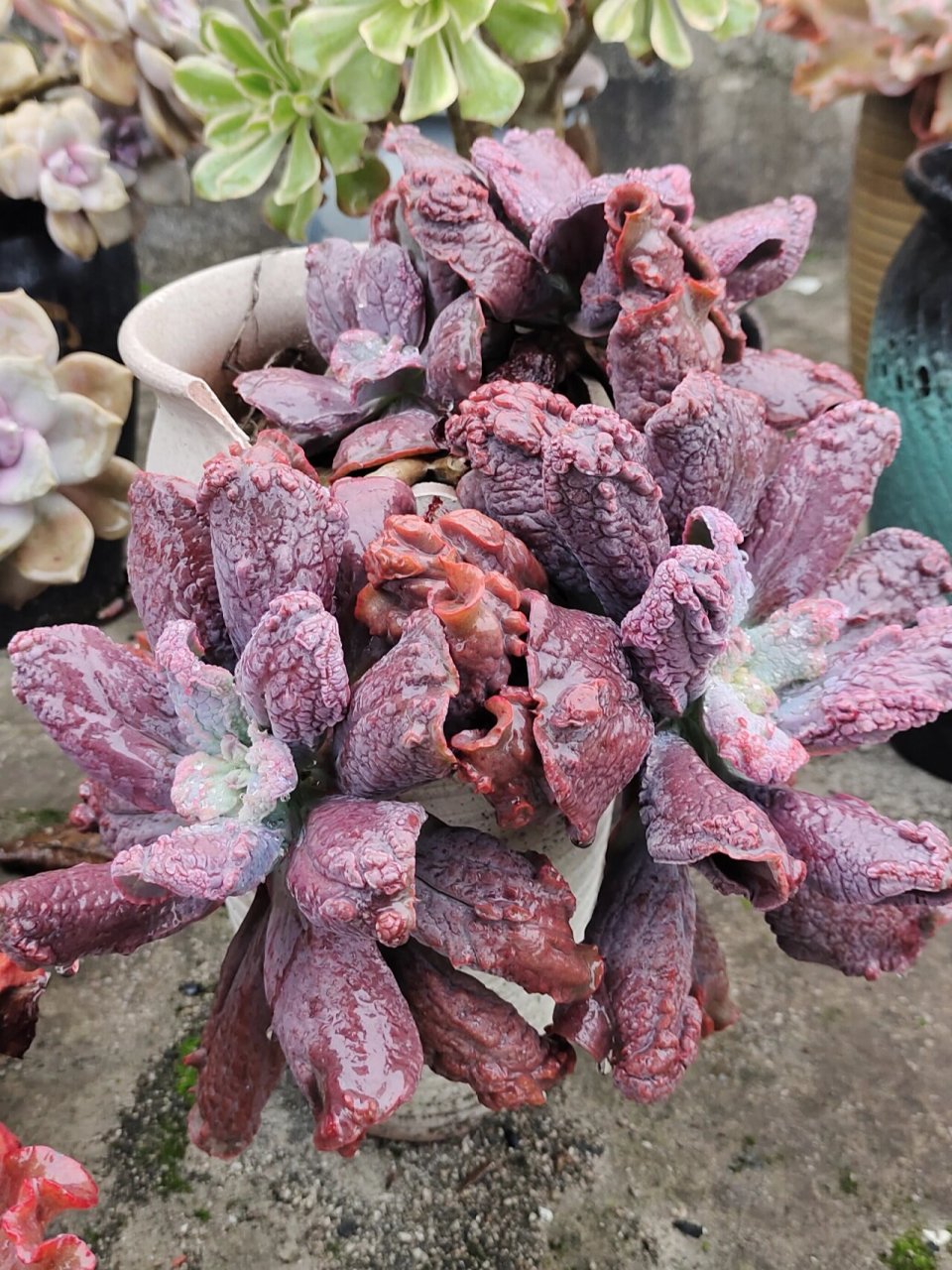 让人真香的多肉,狂野男爵 最开始看直播的时候,实在欣赏不来包菜类的