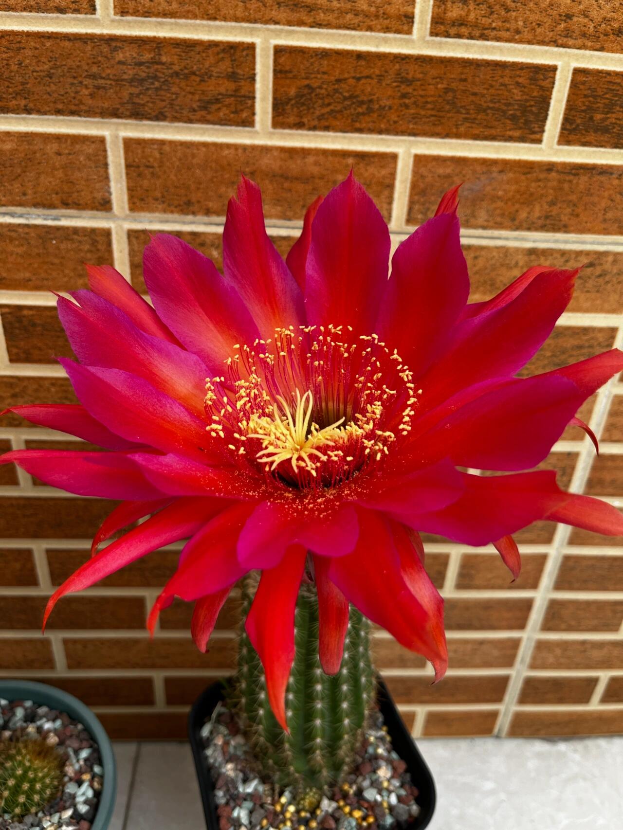 籽播毛花柱开花了 有没有和我一样半夜起来去看花的有两棵是昨天开的