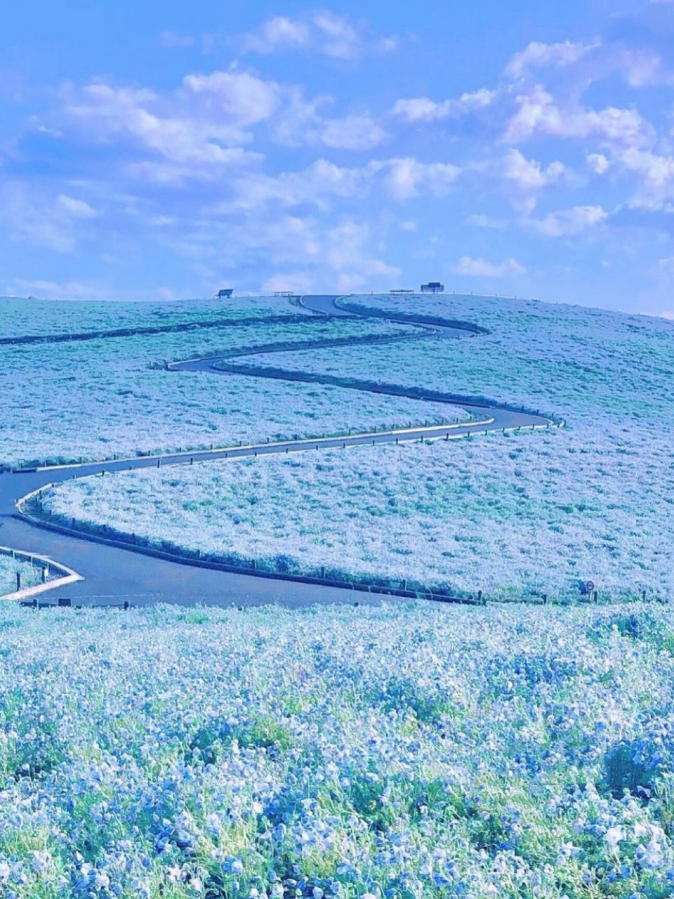 蓝色花海的魅力9797这里就在日本 99kurihama flower park