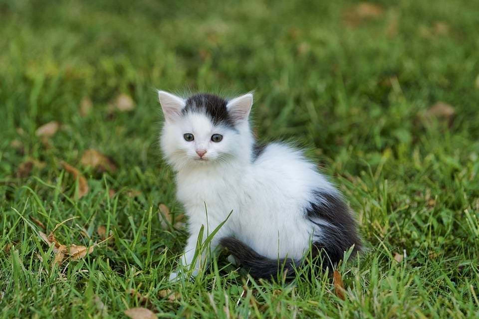 小花猫壁纸图片