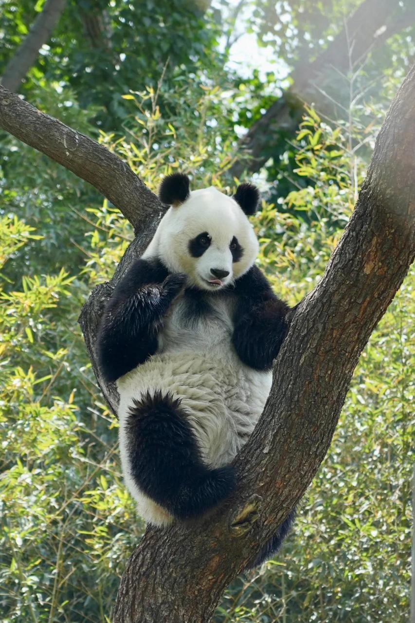 那天,大熊猫萌大和小白天隔着窗户聊天  萌大兴高采烈地对小白天说:"