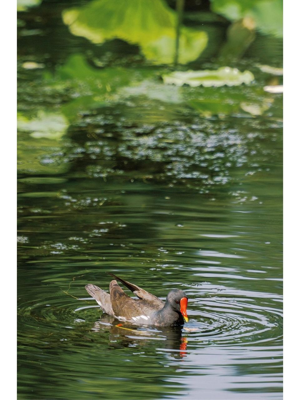 红冠水鸡|南京红山动物园 真诚发问:这是什么鸭子(抱歉
