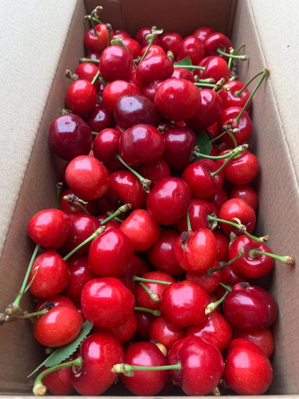 一线红大樱桃脆甜可口你值得拥有!